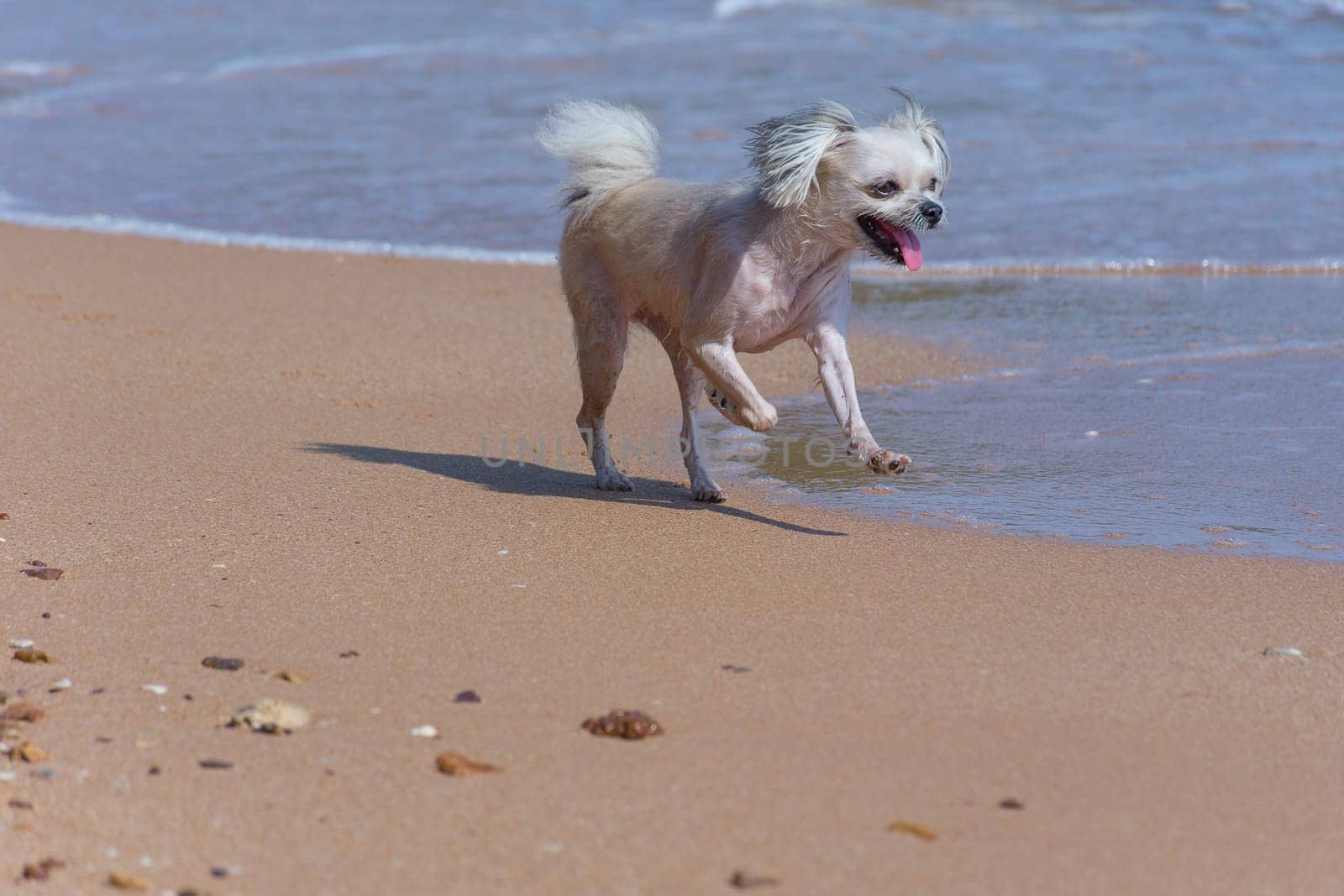 Dog so cute mixed breed with Shih-Tzu, Pomeranian and Poodle  travel run on beach, Beige color