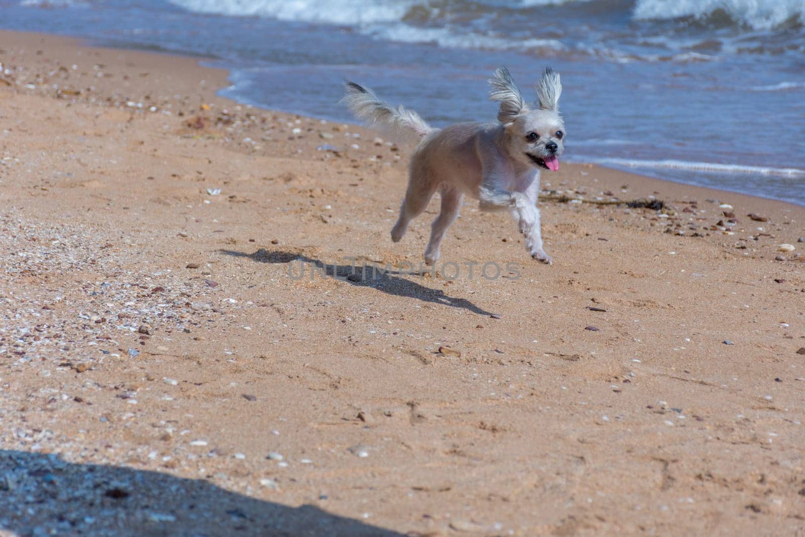Dog so cute mixed breed with Shih-Tzu, Pomeranian and Poodle  travel run on beach, Beige color