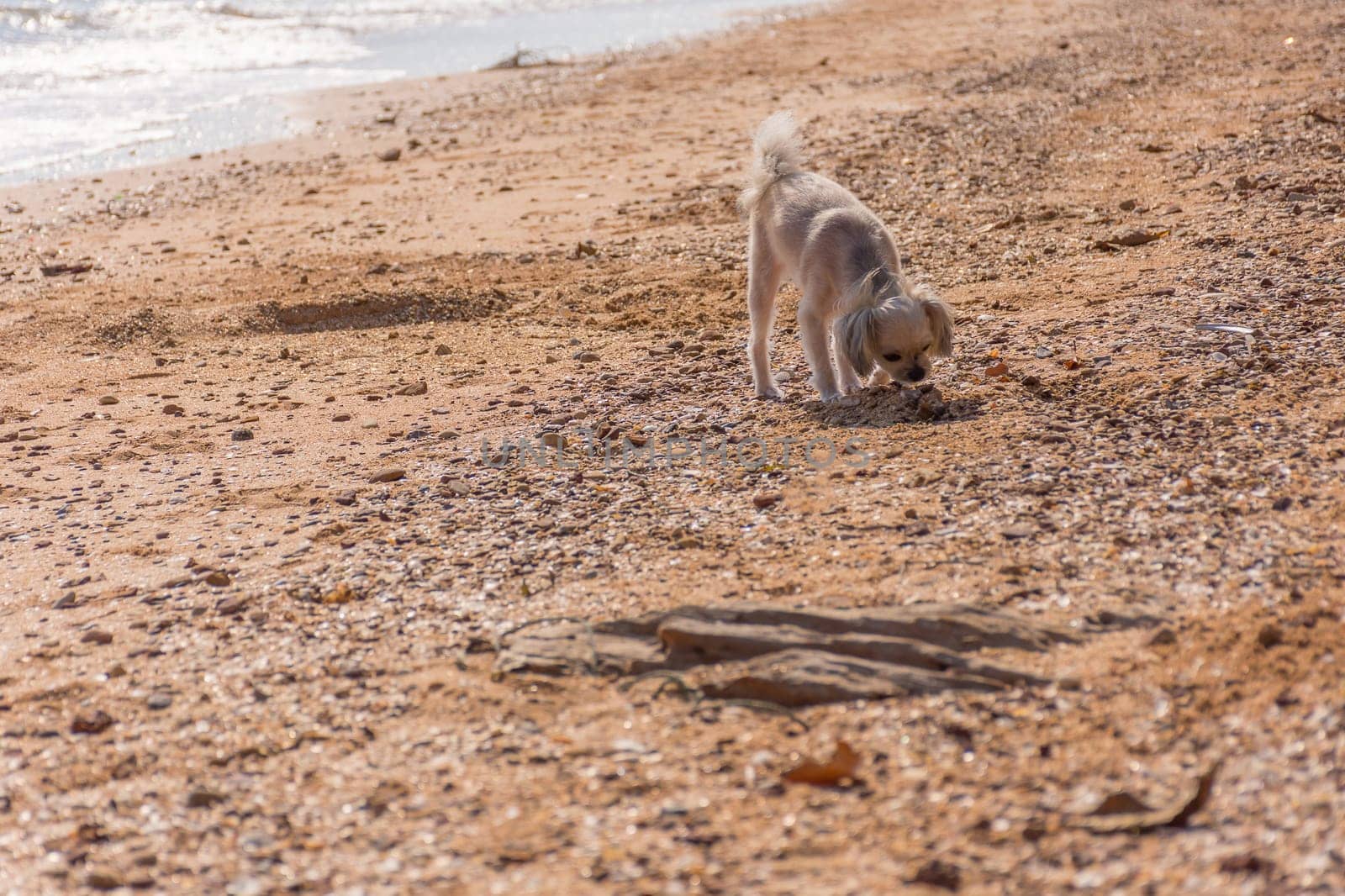 Dog so cute mixed breed with Shih-Tzu, Pomeranian and Poodle  travel run on beach, Beige color