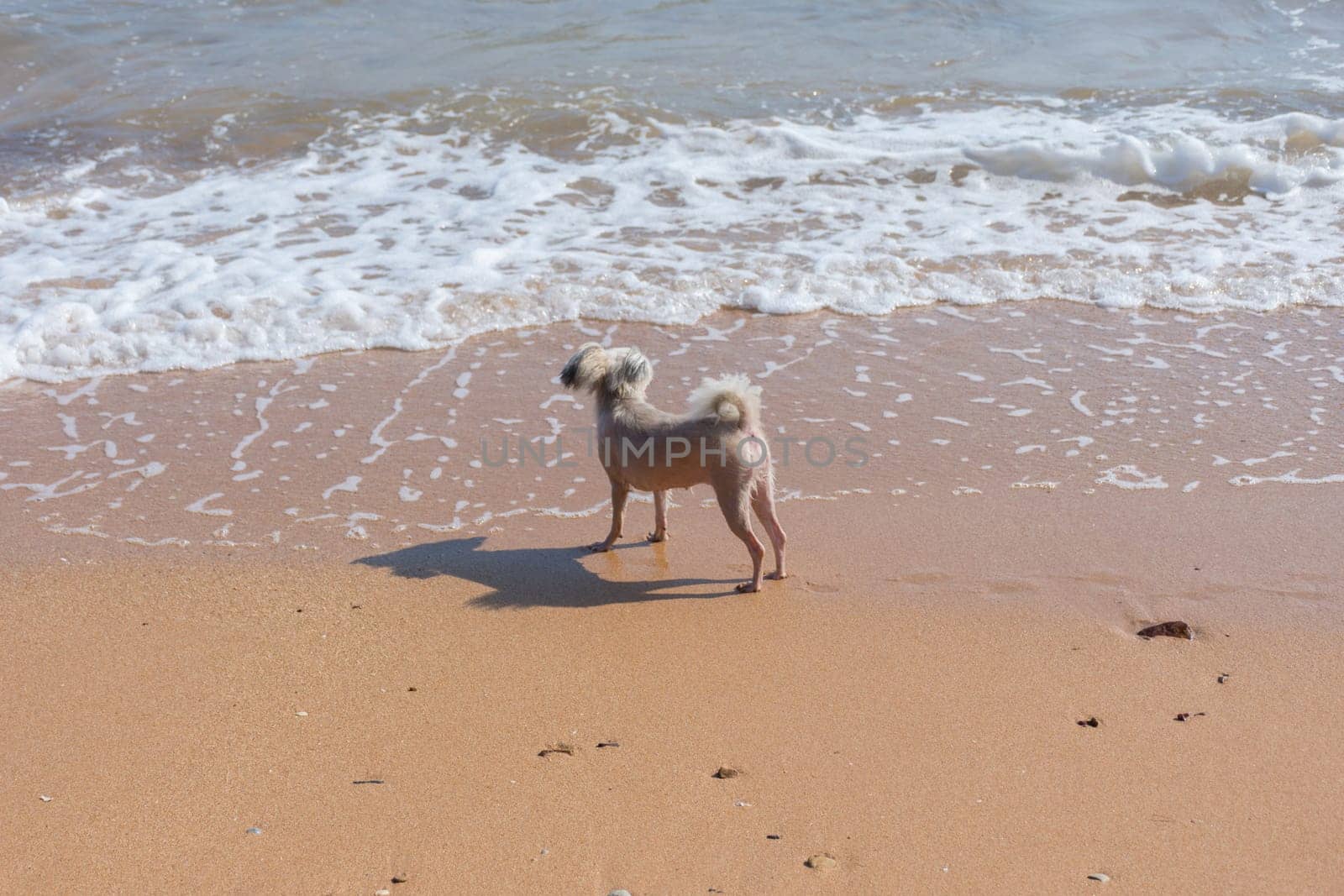 Dog so cute mixed breed with Shih-Tzu, Pomeranian and Poodle  travel run on beach, Beige color