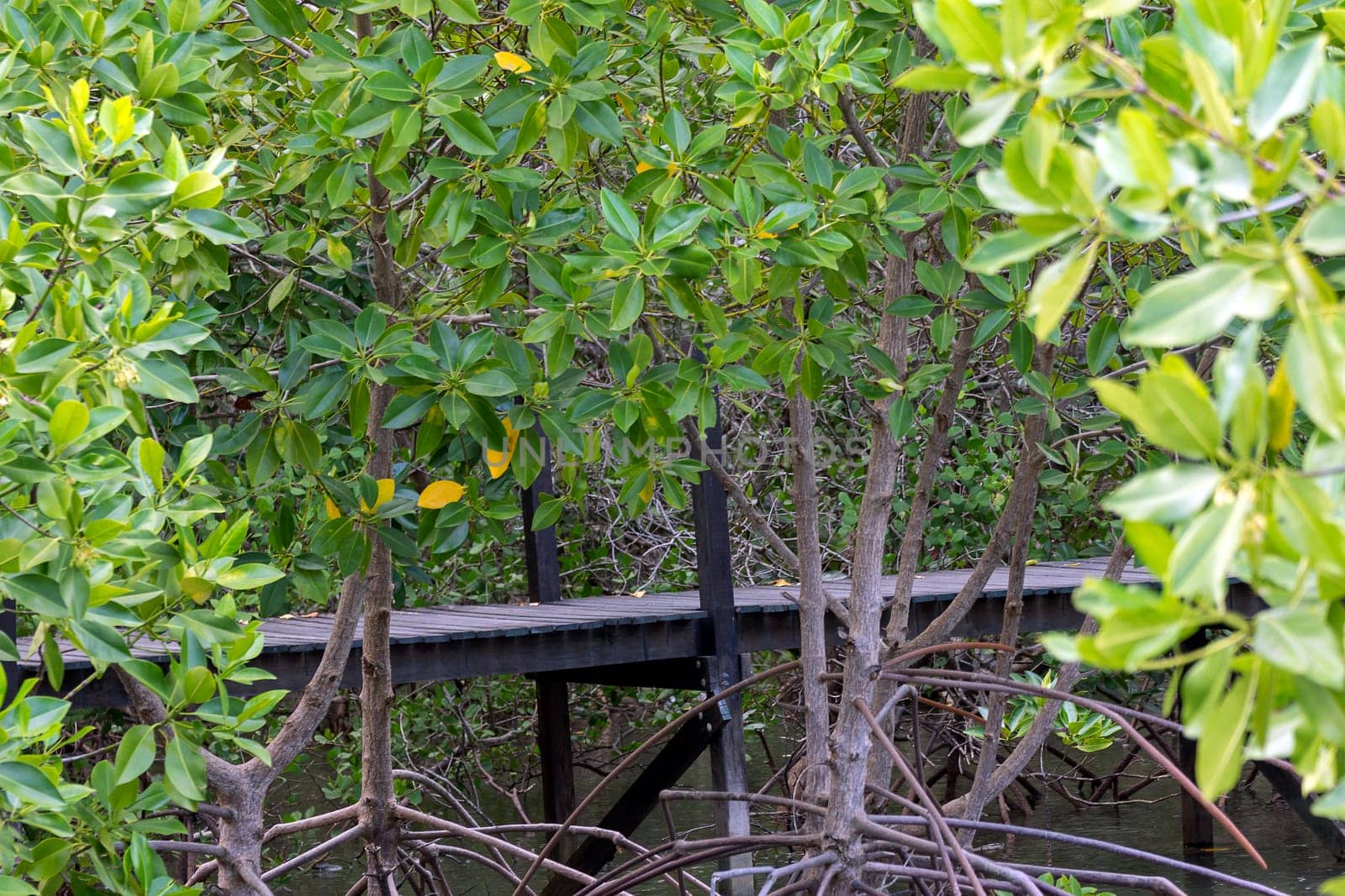 Mangrove forrest or Golden Meadow (Thung Prong Thong in Thai language) with wooden bridge is a nalure travel point at Rayong, Thailand
