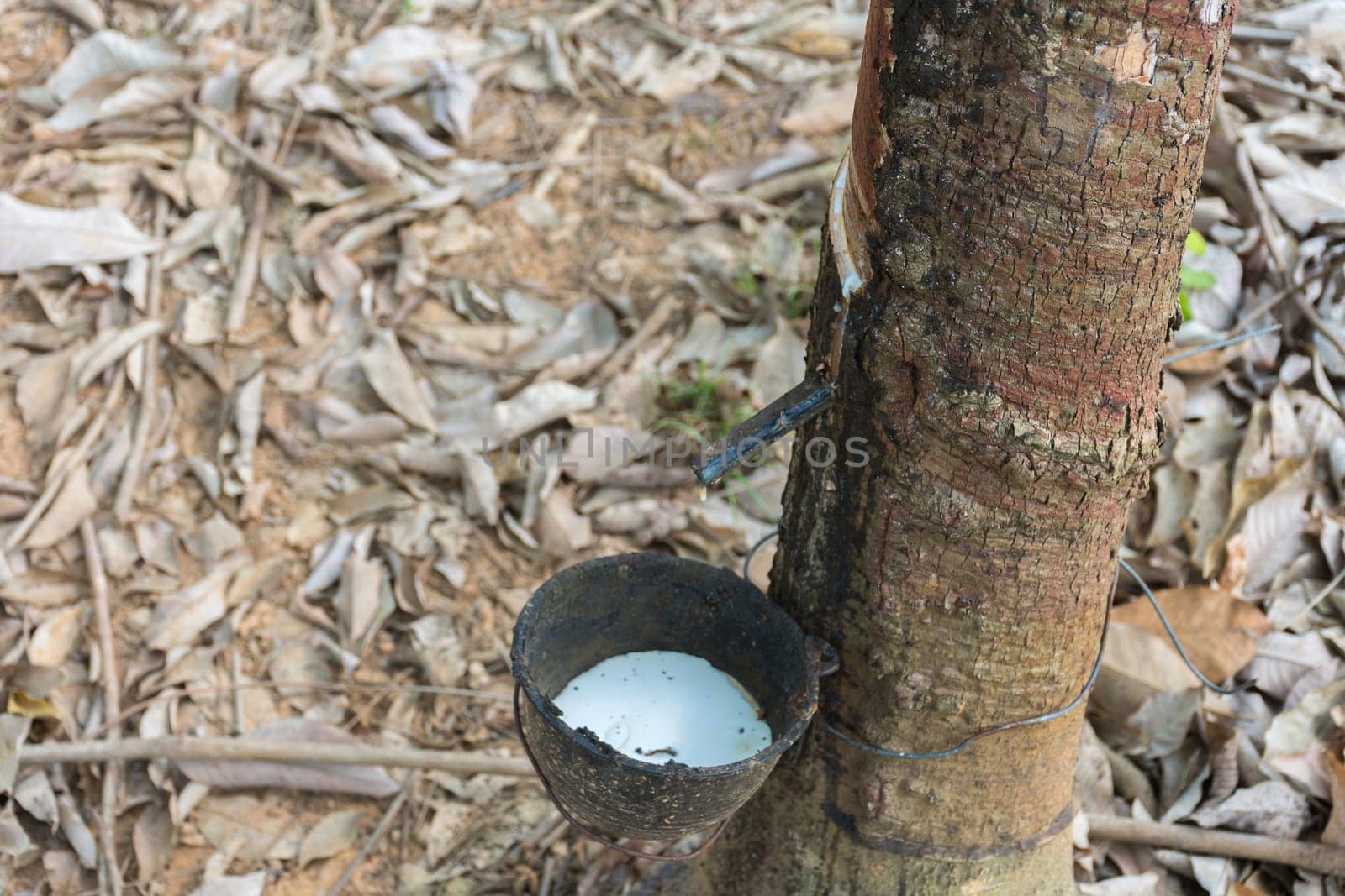 Natural latex dripping from a rubber tree at a rubber tree plantation.