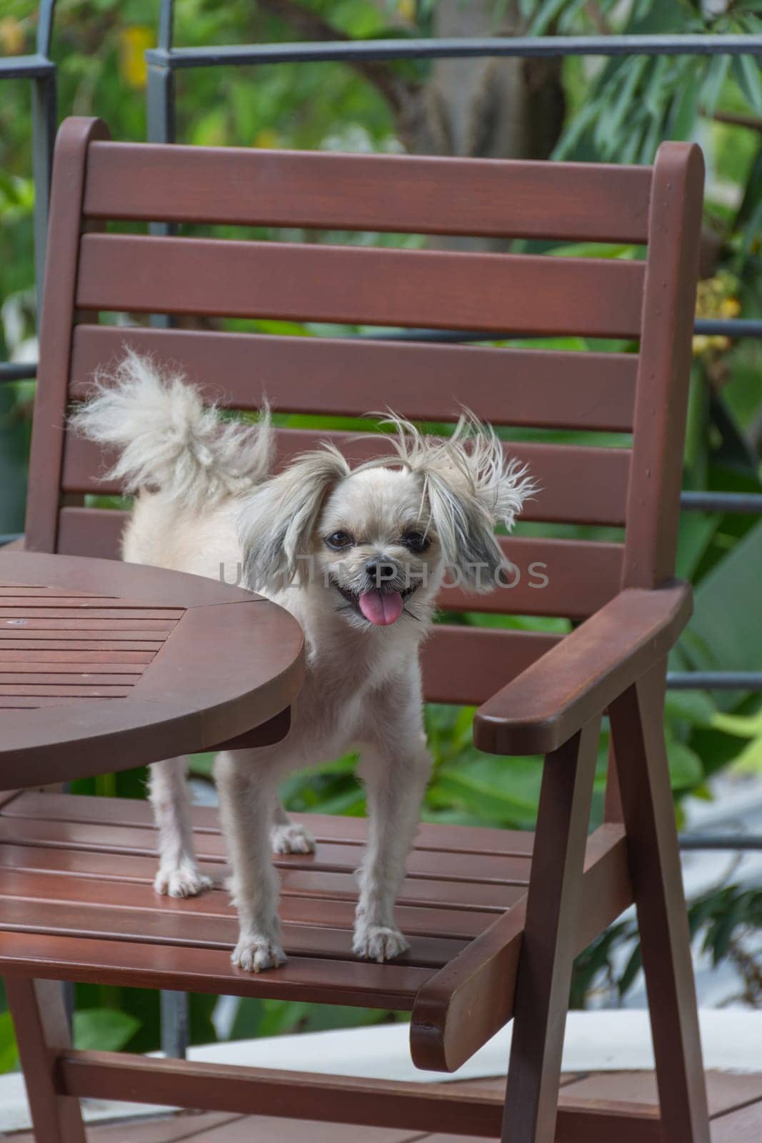 Dog so cute mixed breed with Shih-Tzu, Pomeranian and Poodle on chair in coffee shop at travel point, Beige color