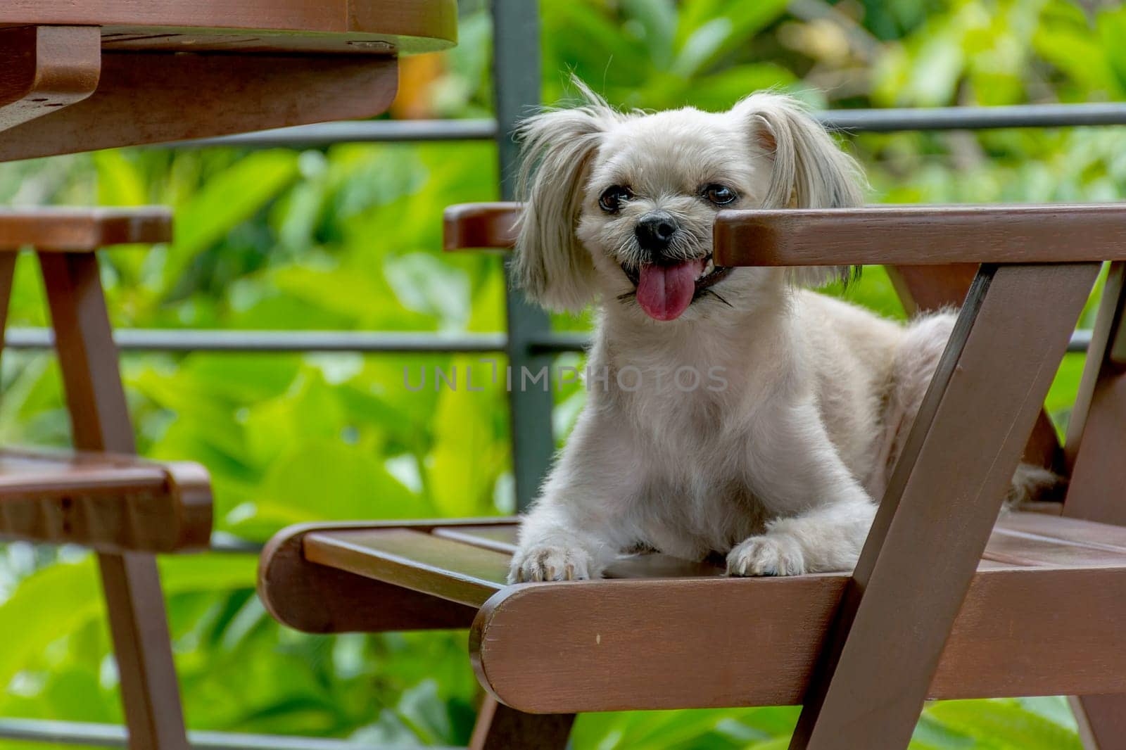 Dog so cute mixed breed with Shih-Tzu, Pomeranian and Poodle on chair in coffee shop at travel point, Beige color