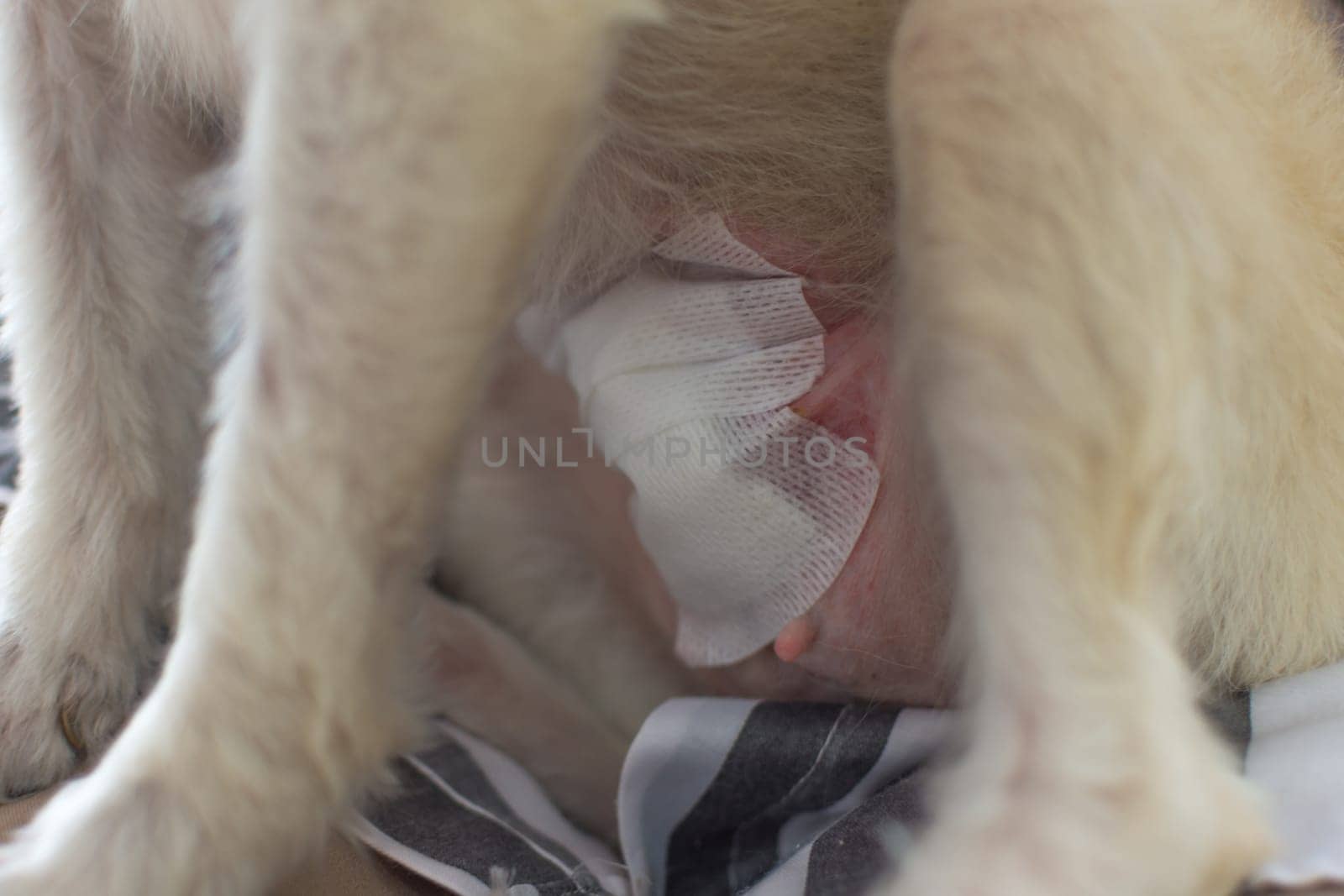 Dog checking a wound suture at abdomen after endometrium surgery by veterinarian at hospital for pet
