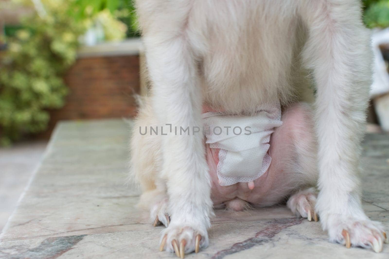 Dog checking a wound suture at abdomen after endometrium surgery by veterinarian at hospital for pet