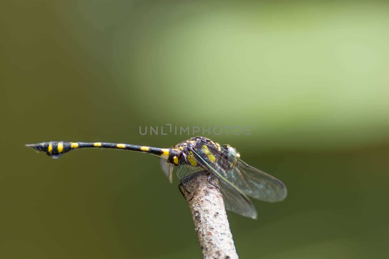 Dragonfly in yellow and black on a plant in wild blurred a green nature background