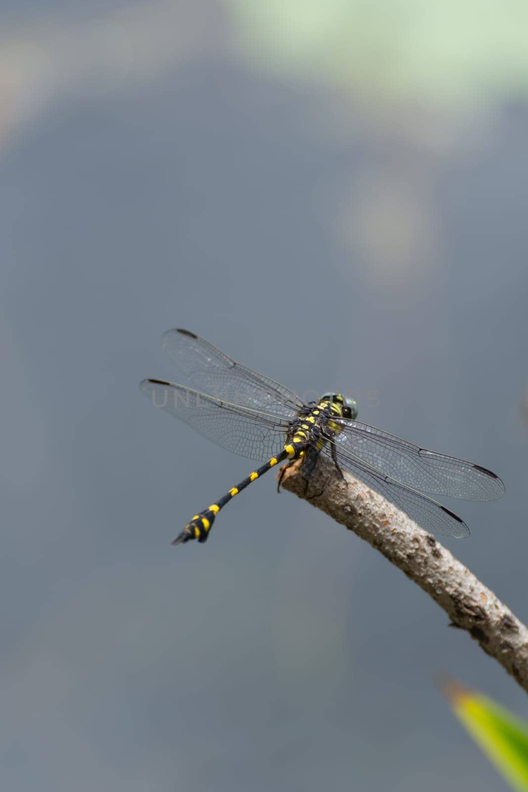 Dragonfly in yellow and black on a plant in wild blurred a green nature background