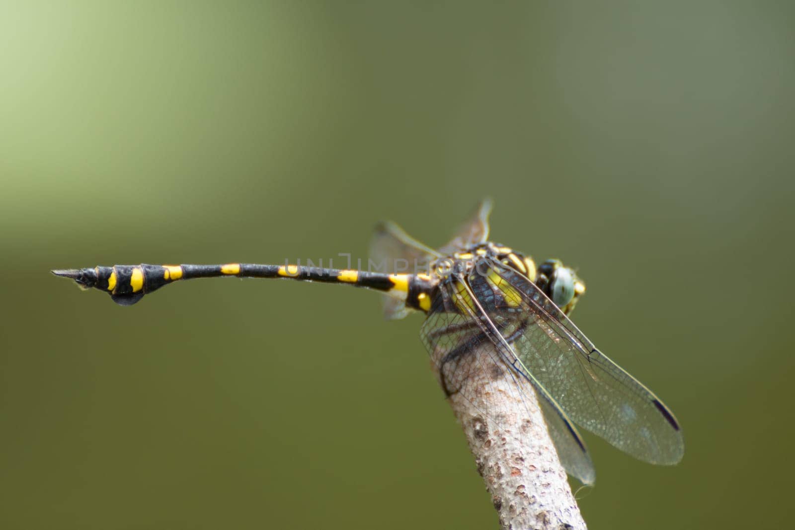 Dragonfly in yellow and black on a plant in wild blurred a green nature background