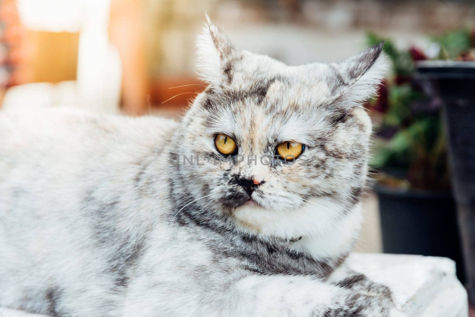 Cat is a animal type mammal and pet so cute gray color sitting for relax and looking at something with interest for wait something with happy