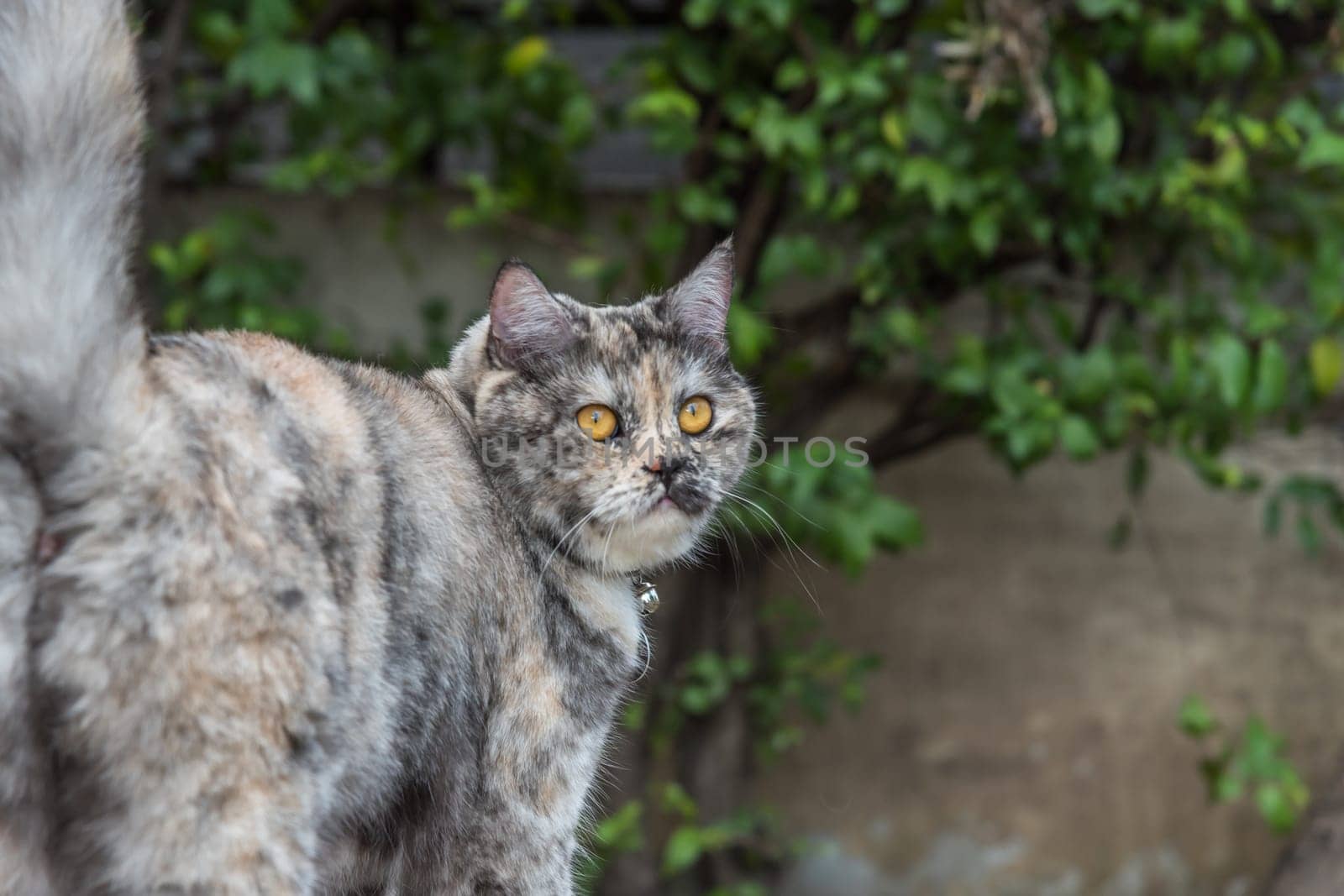 Cat is a animal type mammal and pet so cute gray color sitting for relax and looking at something with interest for wait something with happy
