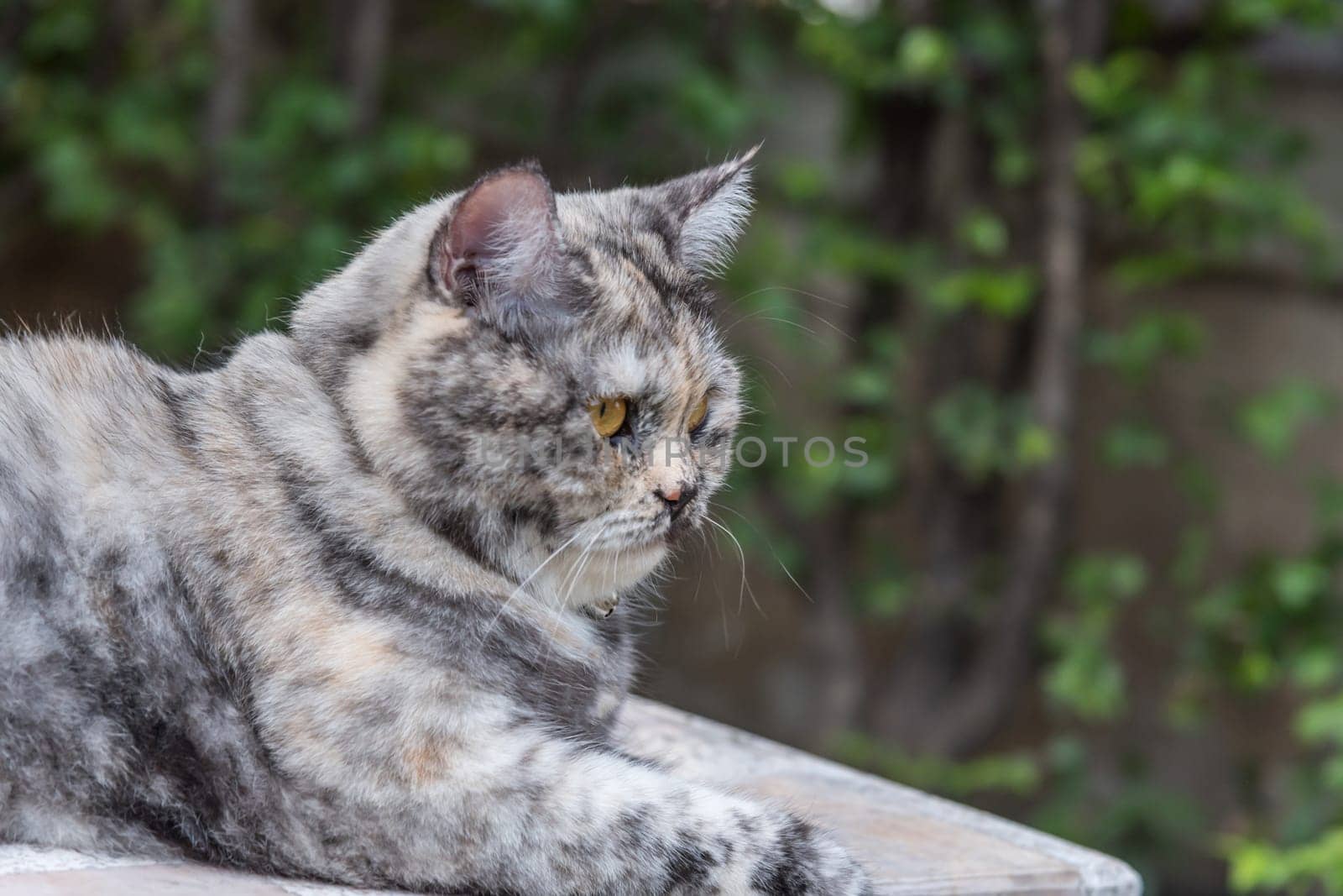 Cat is a animal type mammal and pet so cute gray color sitting for relax and looking at something with interest for wait something with happy