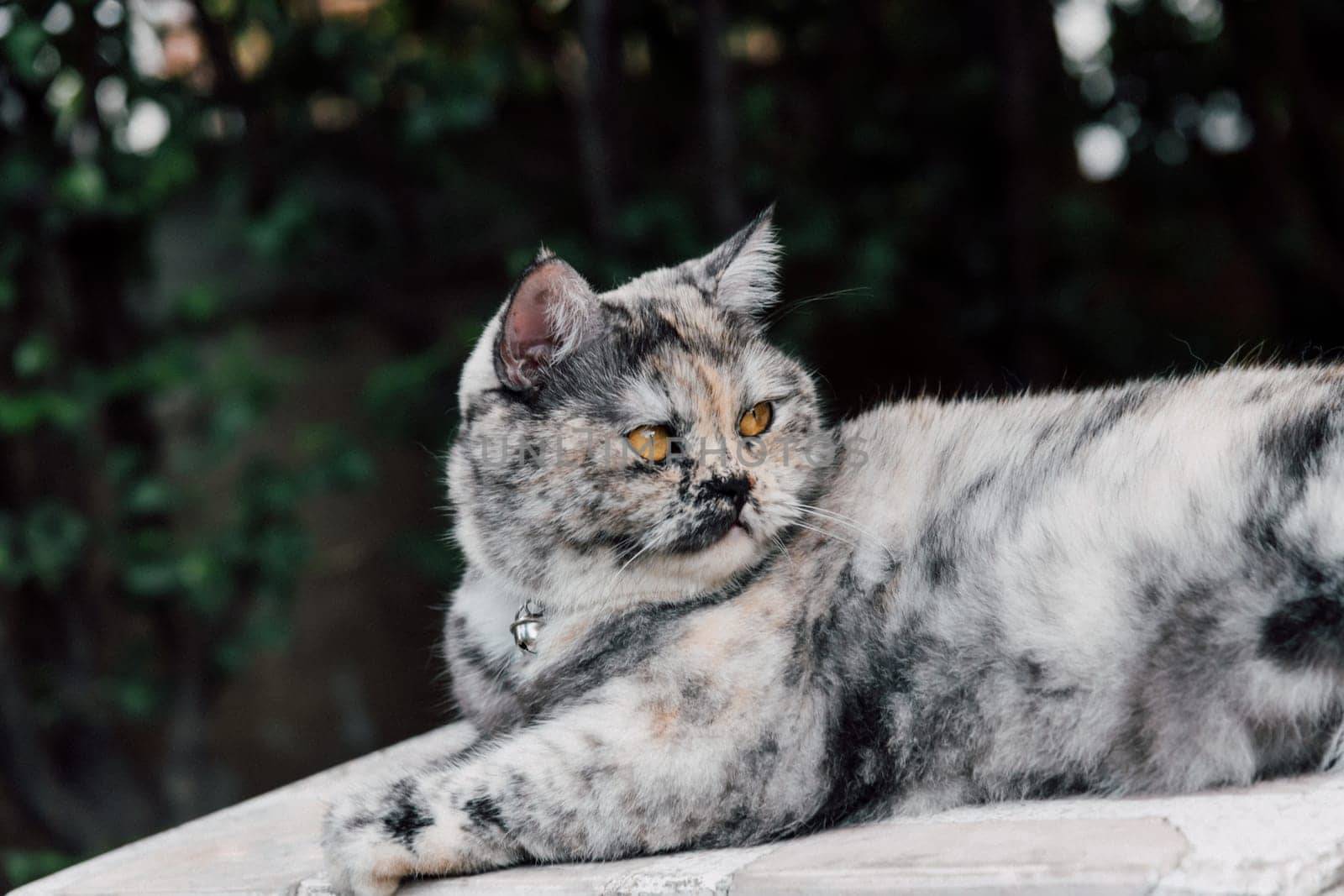 Cat is a animal type mammal and pet so cute gray color sitting for relax and looking at something with interest for wait something with happy