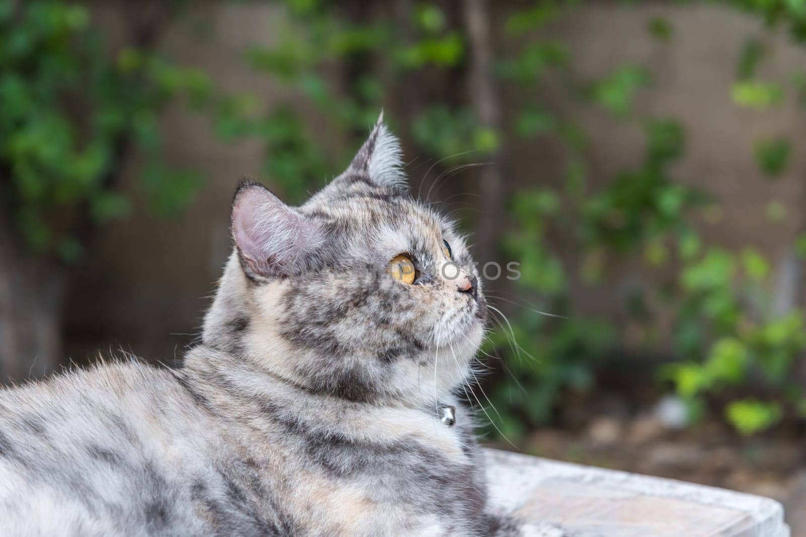 Cat is a animal type mammal and pet so cute gray color sitting for relax and looking at something with interest for wait something with happy