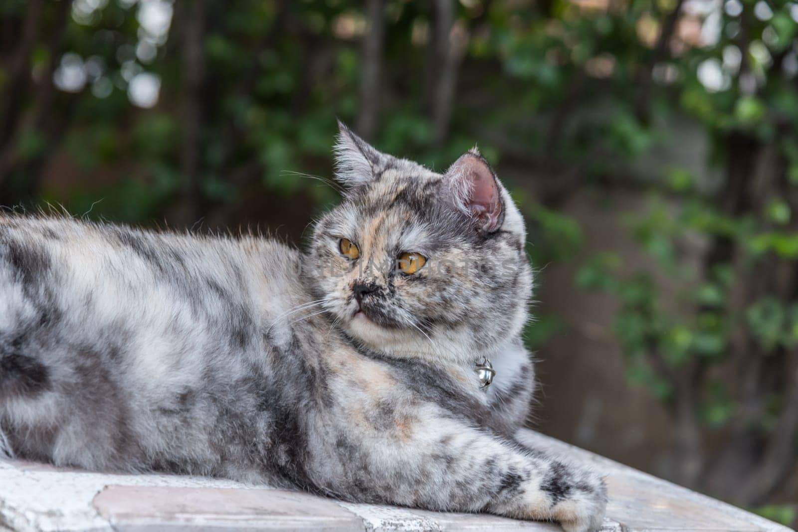 Cat is a animal type mammal and pet so cute gray color sitting for relax and looking at something with interest for wait something with happy