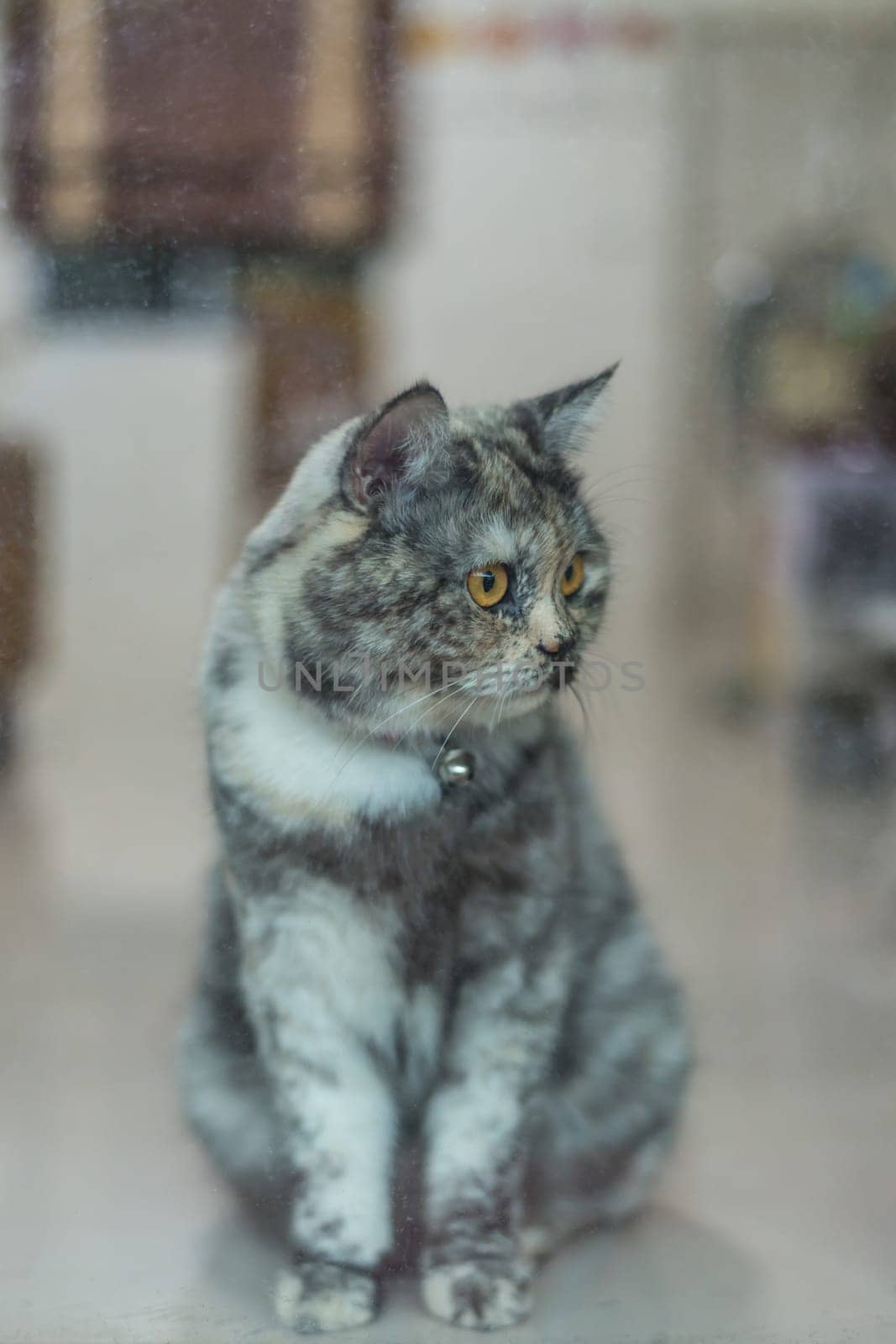 Cat is a animal type mammal and pet so cute gray color sitting for relax and looking out a window or door for want to go out or wait something with lonely and miss