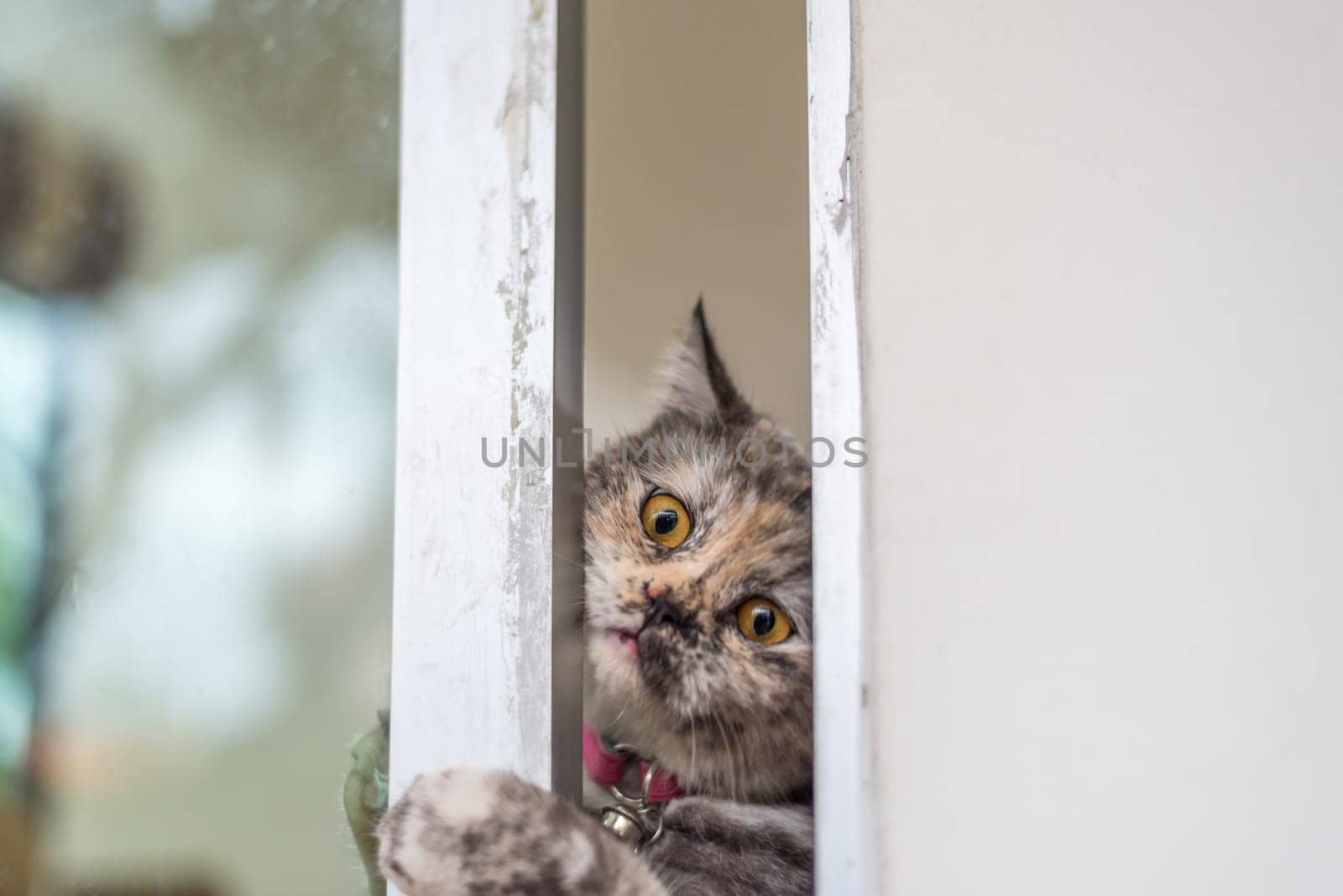 Cat is a animal type mammal and pet so cute gray color sitting for relax and looking out a window or door for want to go out or wait something with lonely and miss