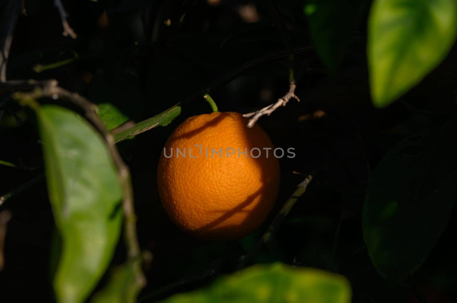 Glistening orange fruit hangs amidst vibrant green foliage, illuminated by the warm glow of sunlight.