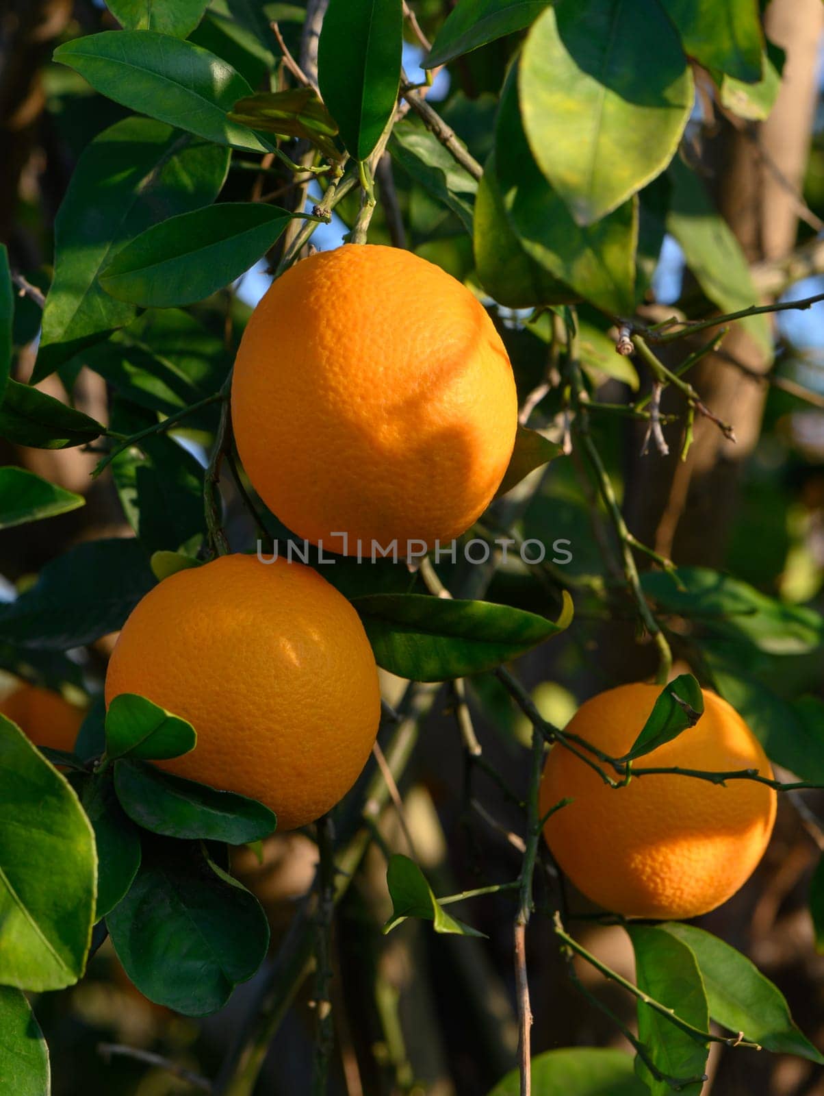 Bright oranges hang on a tree, basking in warm sunlight, surrounded by lush, green foliage on a clear day.