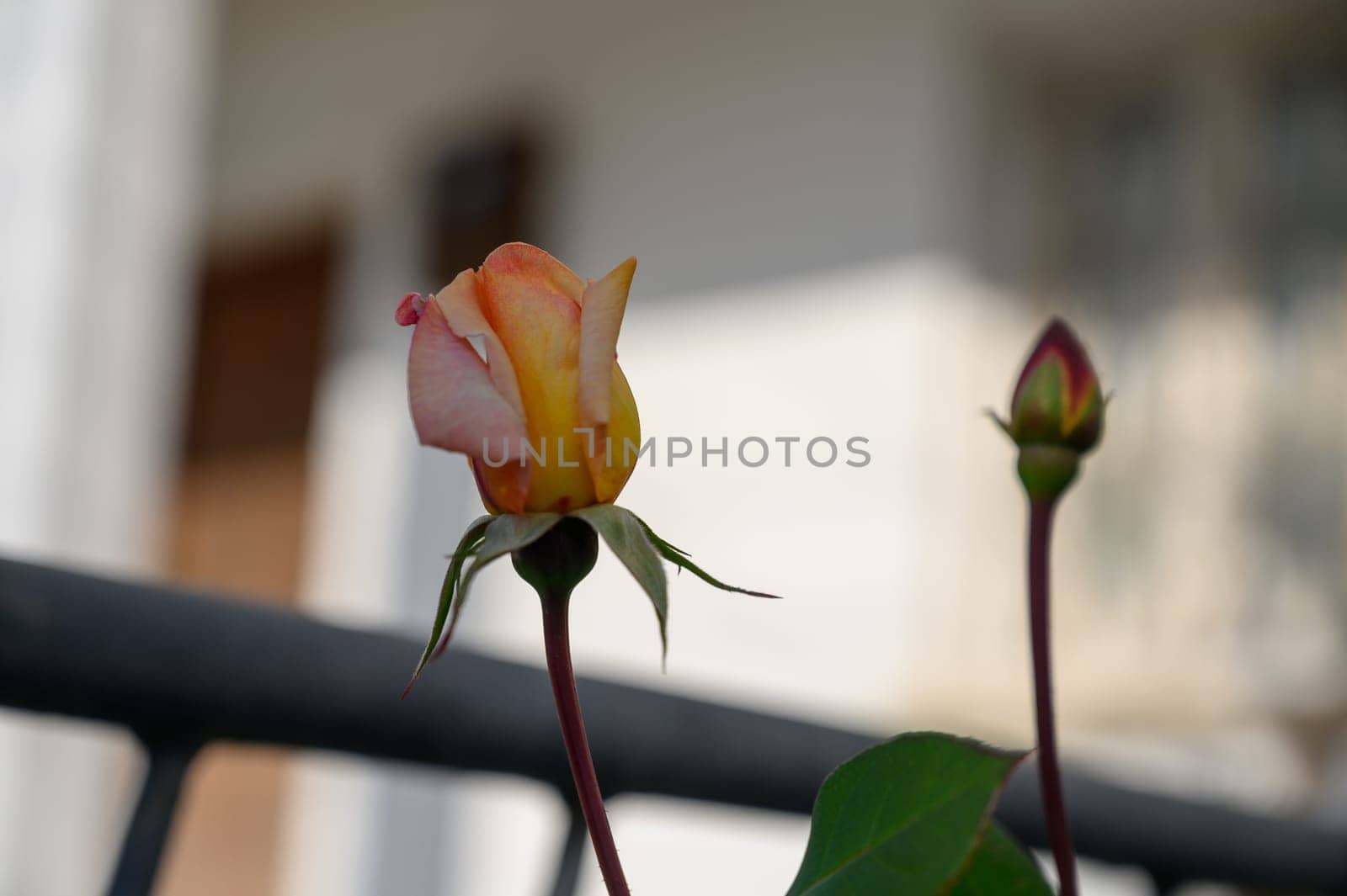Delicate rose buds bask in golden sunlight beside an inviting wooden door, capturing nature’s beauty and tranquility.