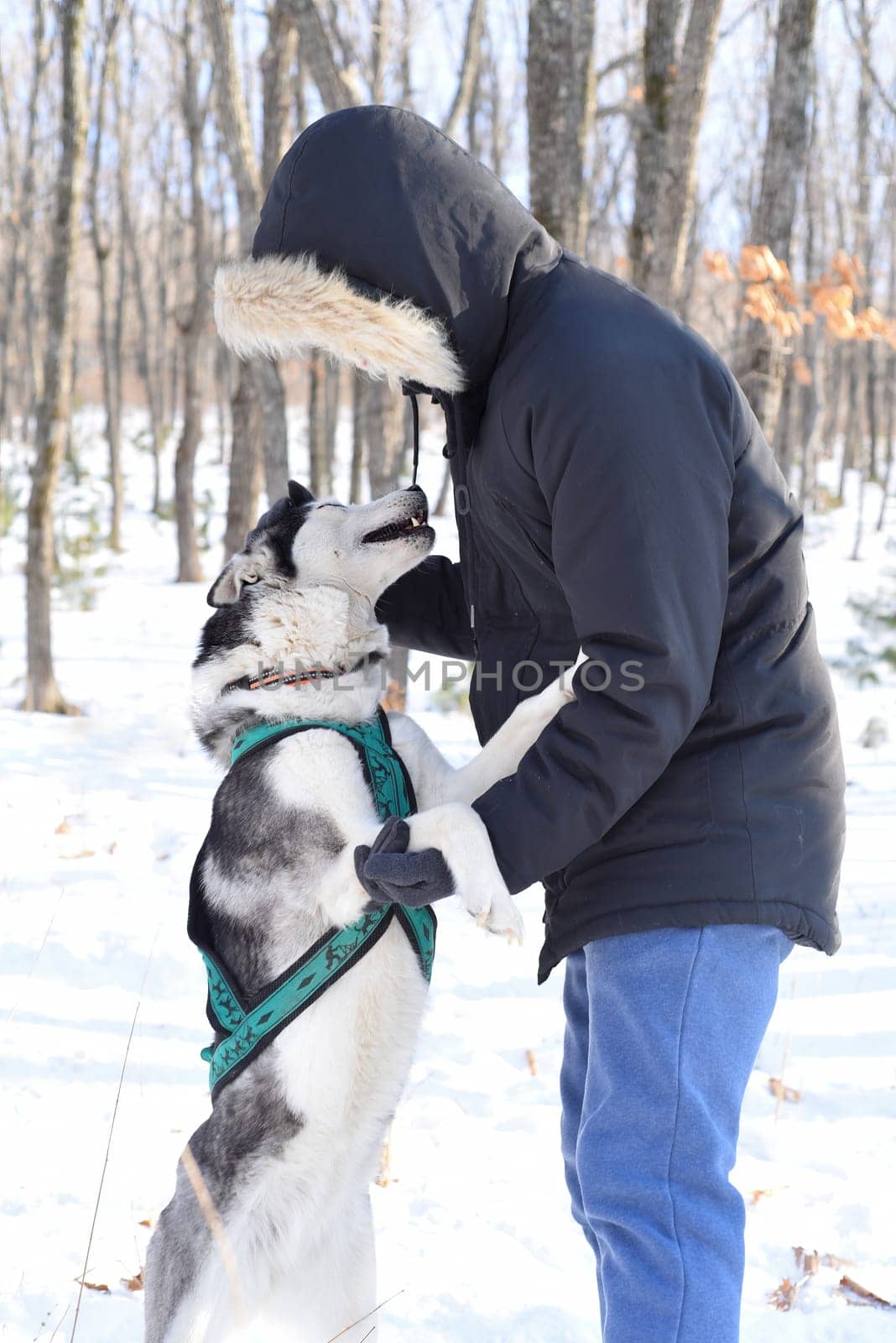Siberian husky playing with owner against winter background in Russian forest