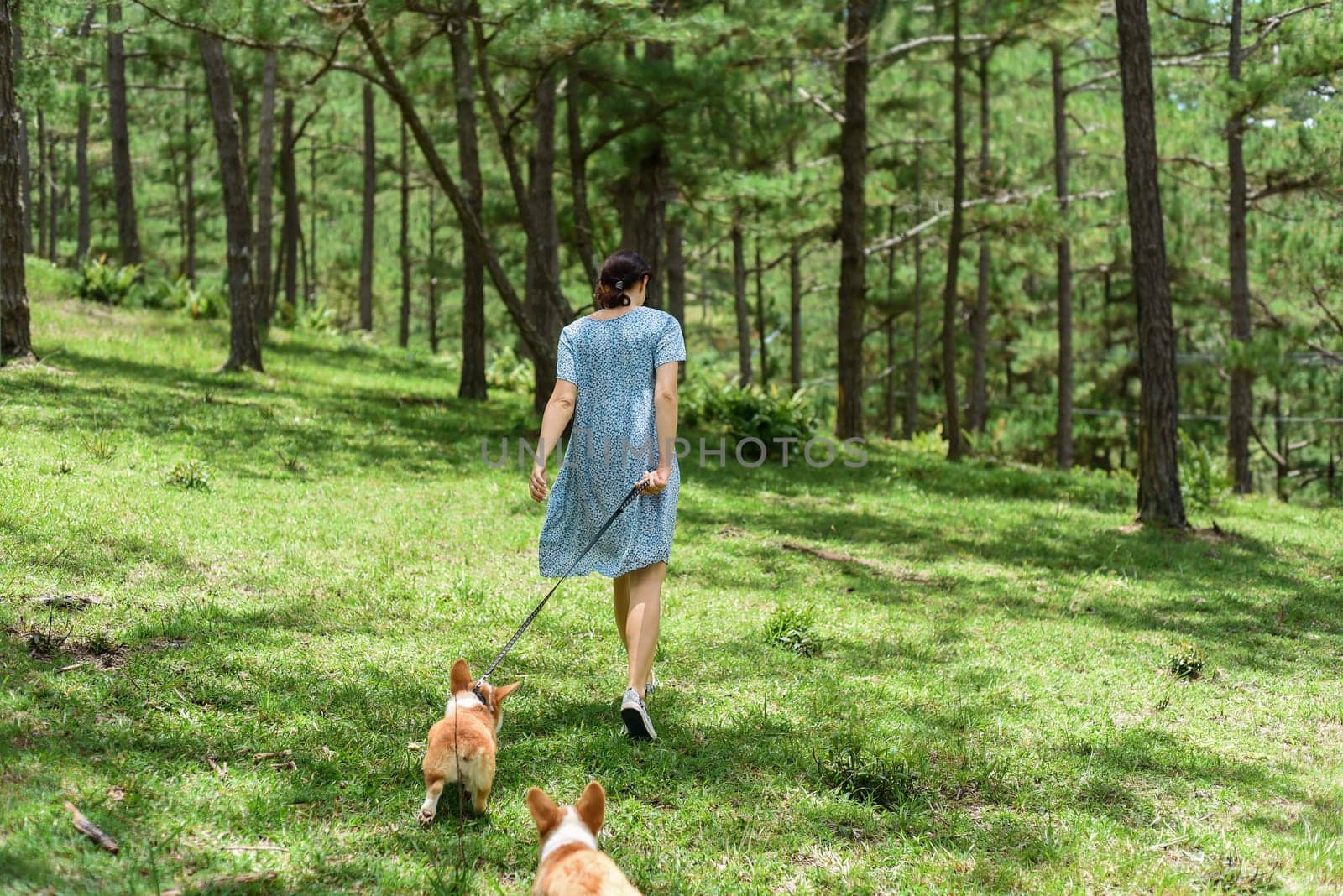 Young woman walking with her corgi dogs in the forest