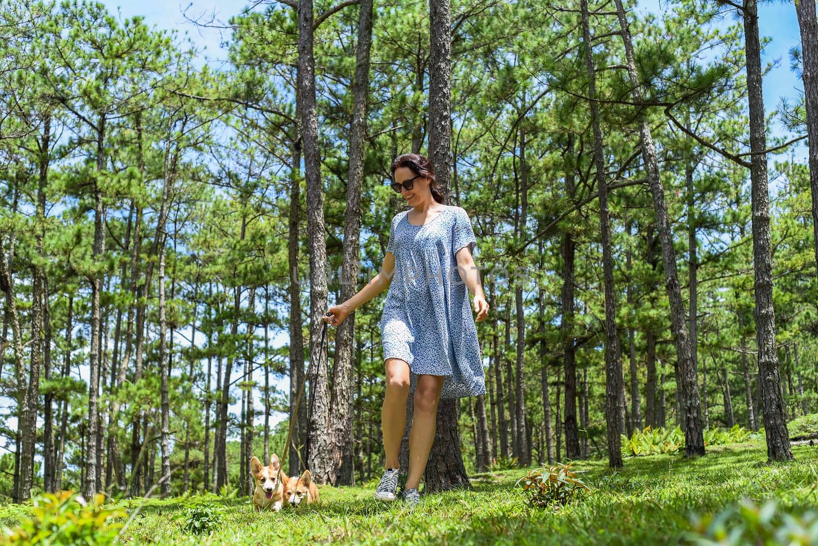 Young woman walking with her corgi dogs in the forest