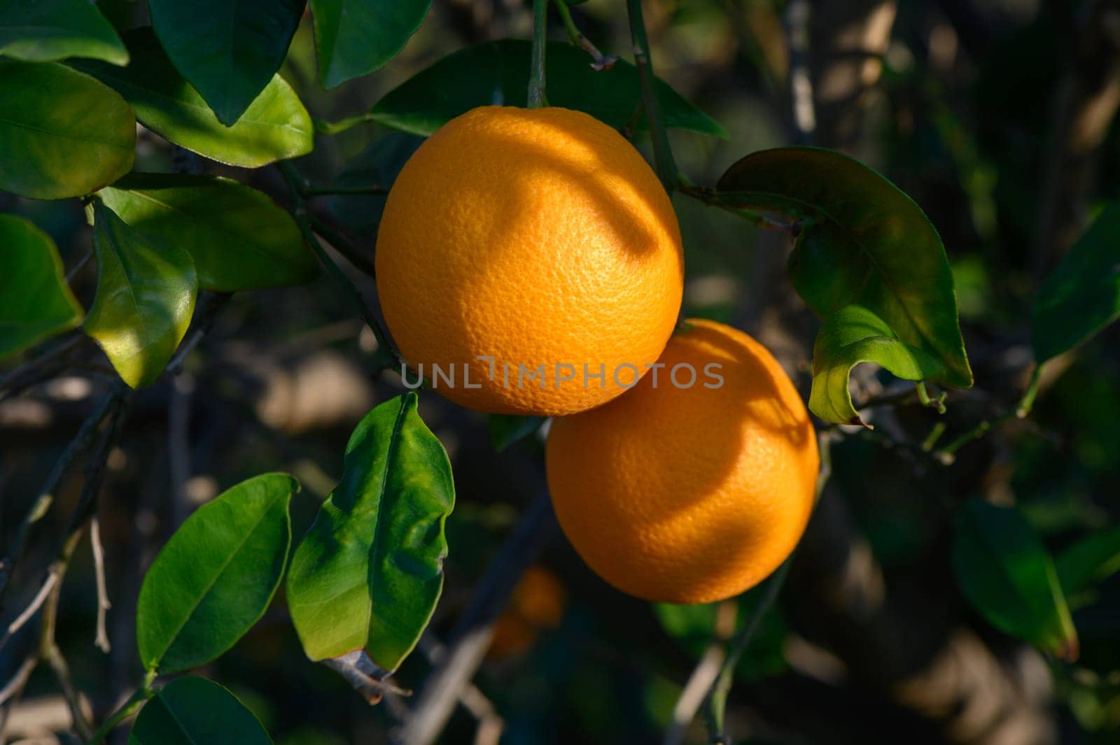 Juicy oranges dangle from lush green leaves, soaking up the warm sunlight in a vibrant grove.