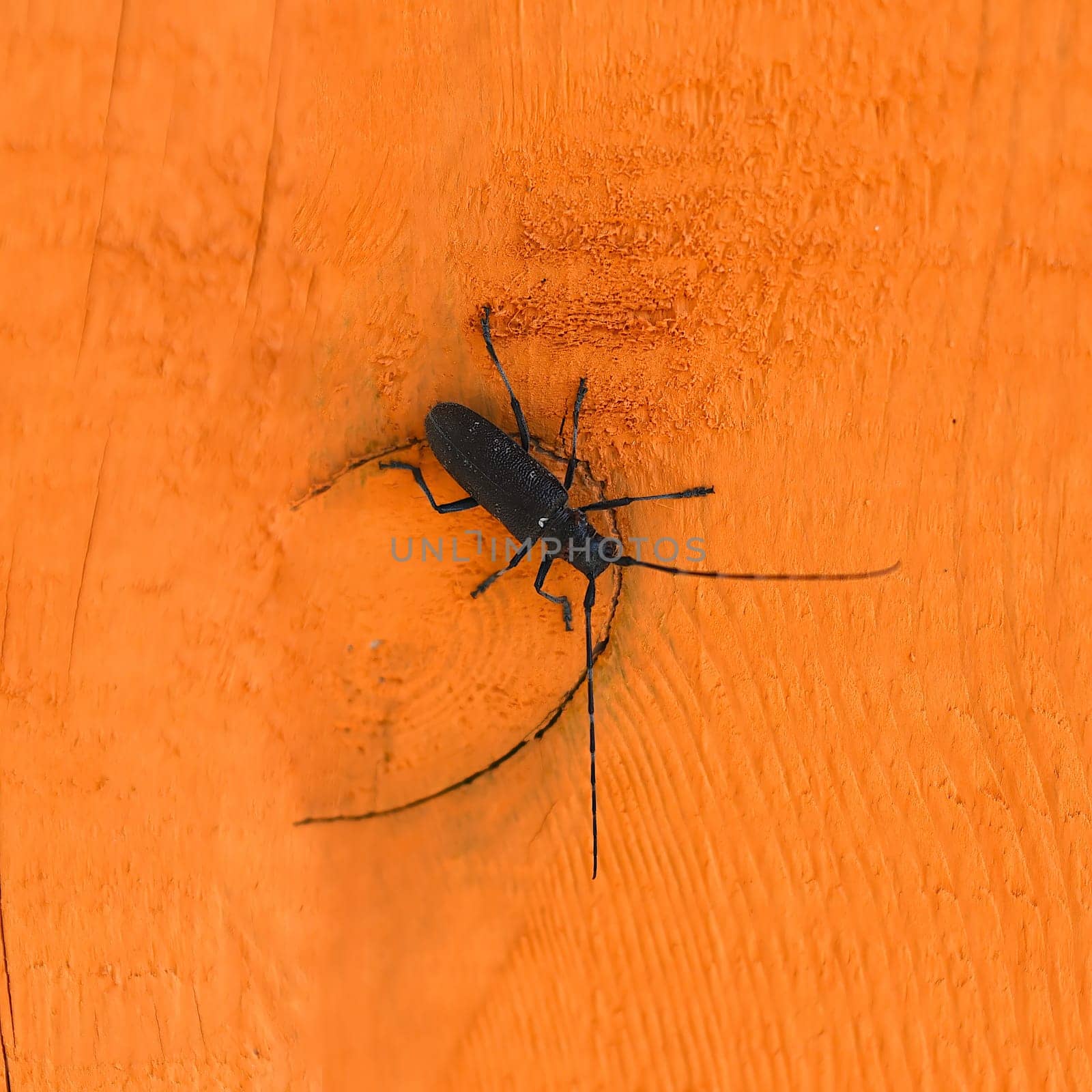 Black Longhorn beetle on orange wooden surface