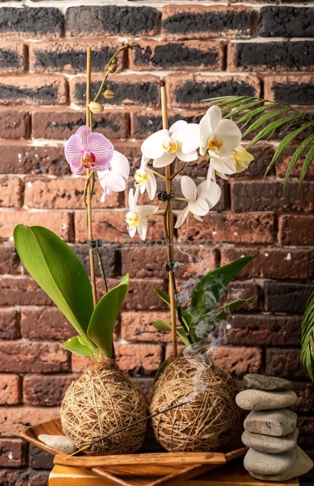 Two orchids against with stones and candle against bricks wall