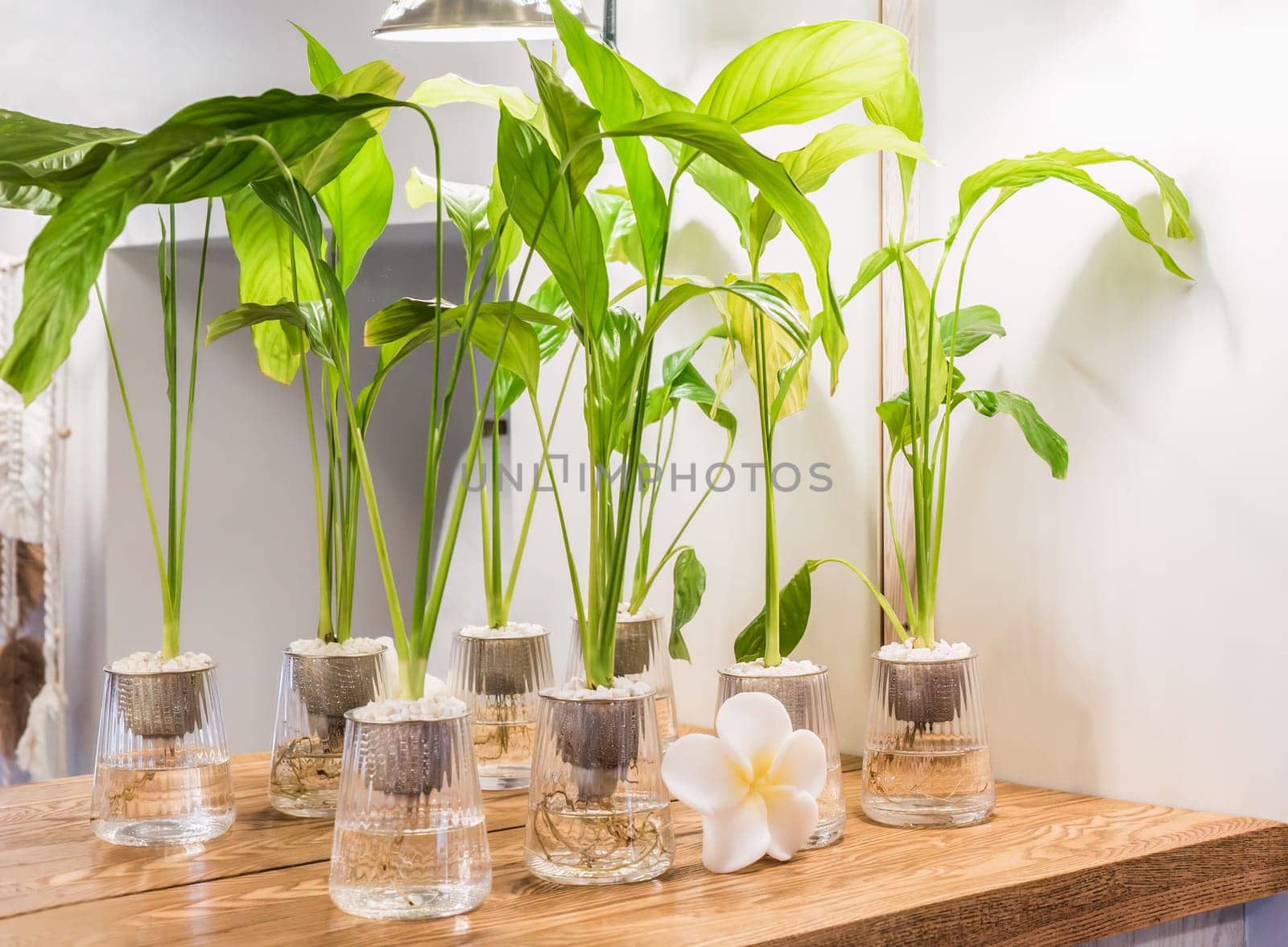Spathiphyllum cochlearispathum commonly called peace lily growing in water in glass, with buddha