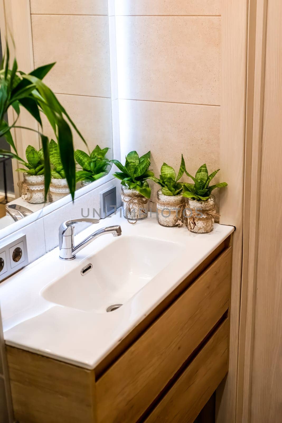 Sansevieria flowers in pots standing on sink as a bathroom decoration