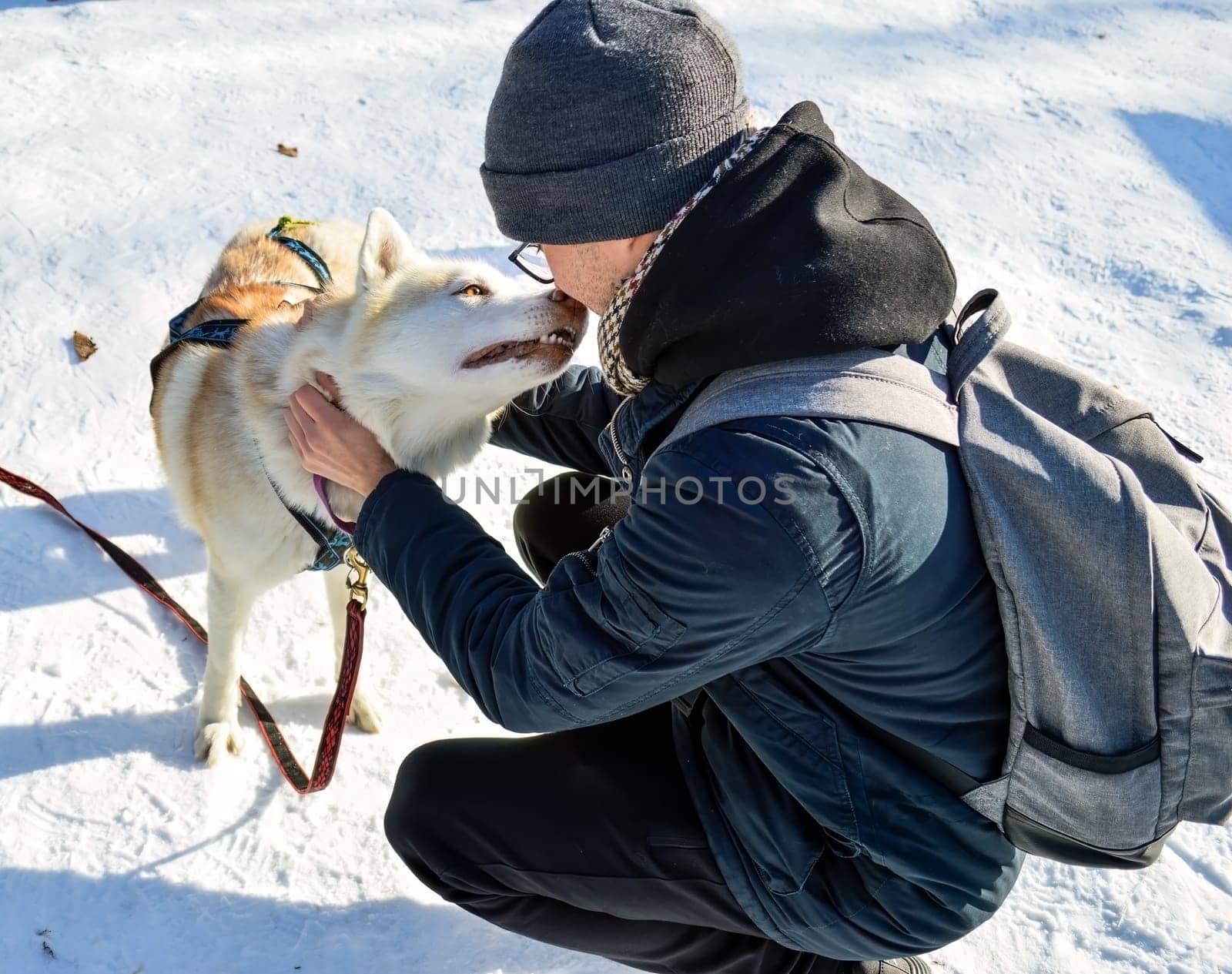 Dark gray husky carefully sniffing the glasses of young white man in beanie on snowy background with dry brown leaves on a winter sunny day
