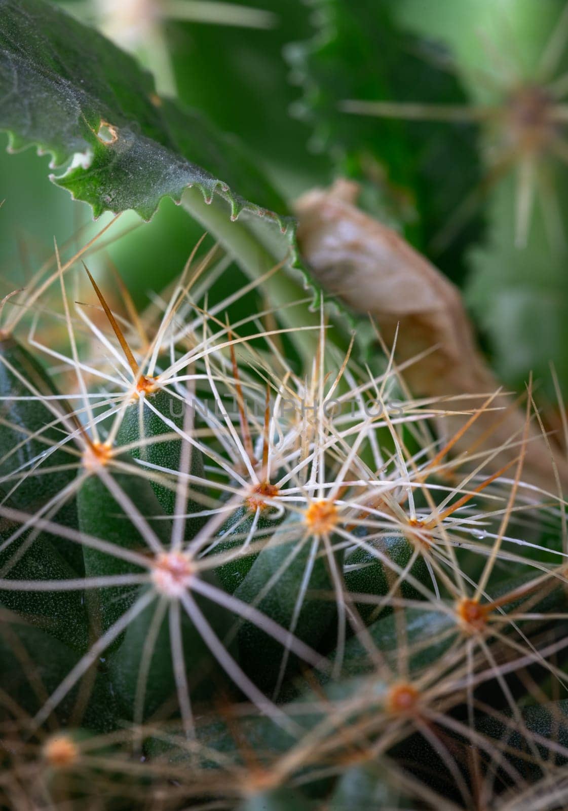 Close-up view of Mammillaria longimamma in detailed with sharp white prickles. Prickly green Finger cactus, Succulent Plant, Cactus flower, use it as your Space for text, Design, Wallpaper and Poster, Selective focus.