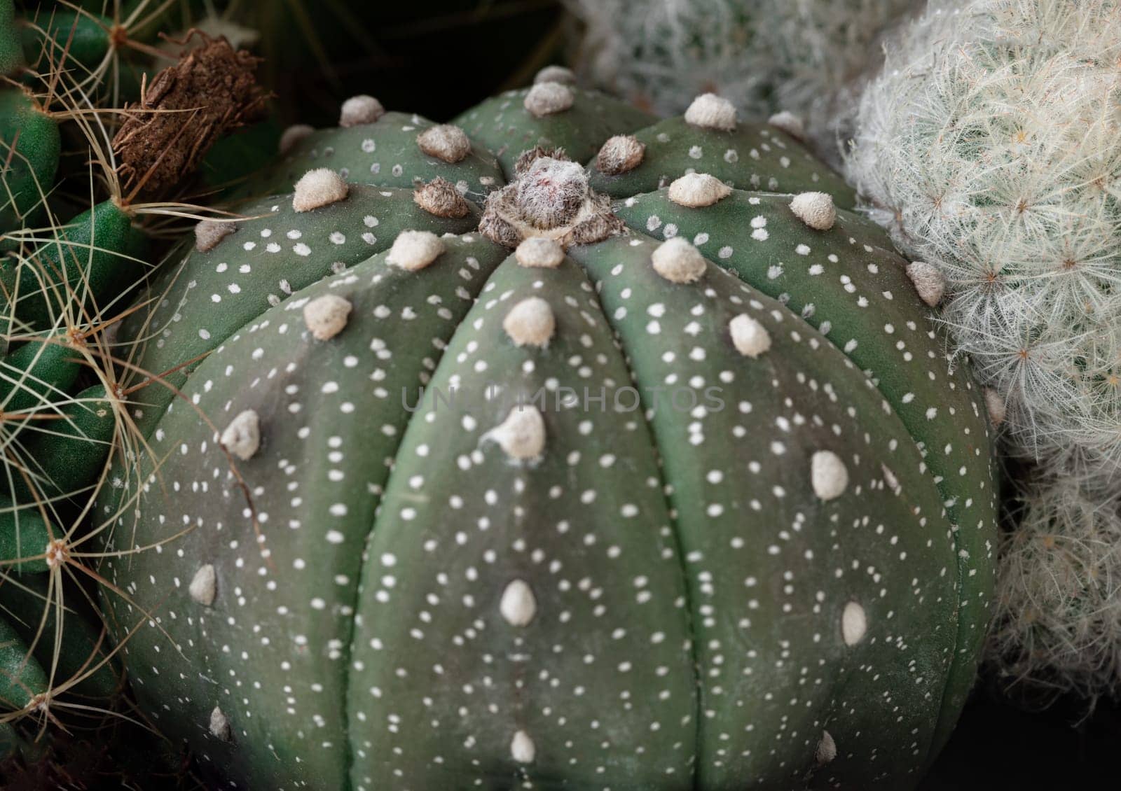 View of Astrophytum asterias (Kabuto cactus). Makes the shape of the tree (form) look like a star, Cactus flower, Succulent Plant, use it as your Space for text, Design, Wallpaper and Poster, Selective focus.