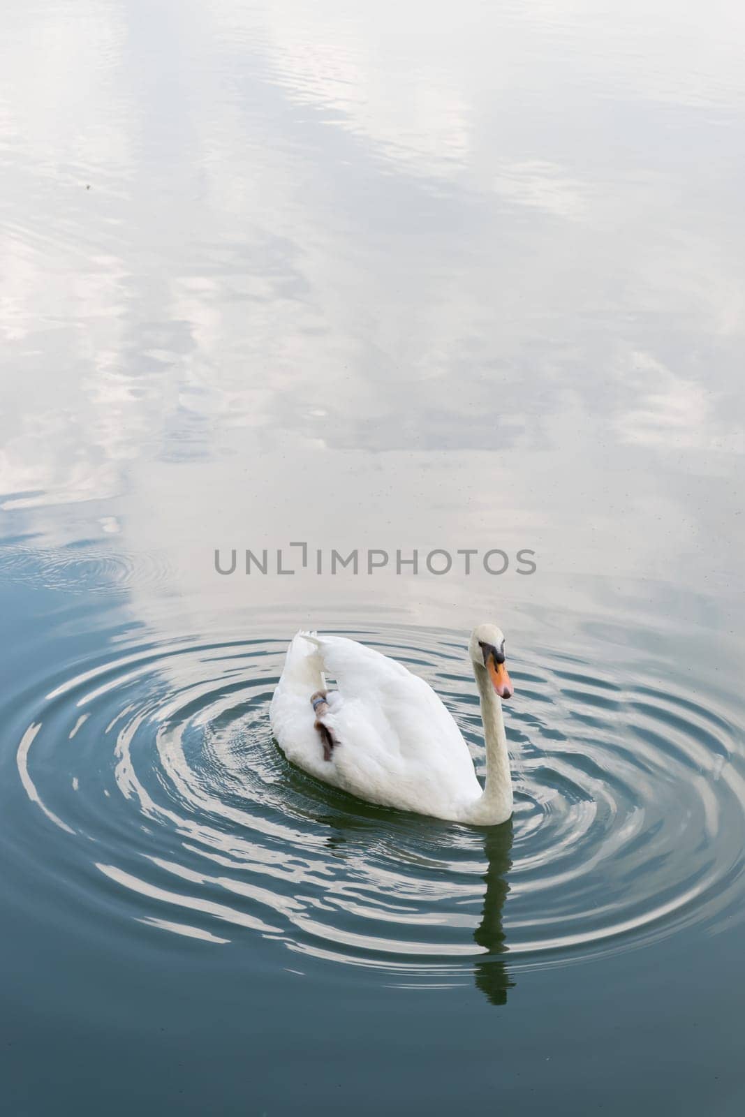 White Mute Swans swim in the nature pond.