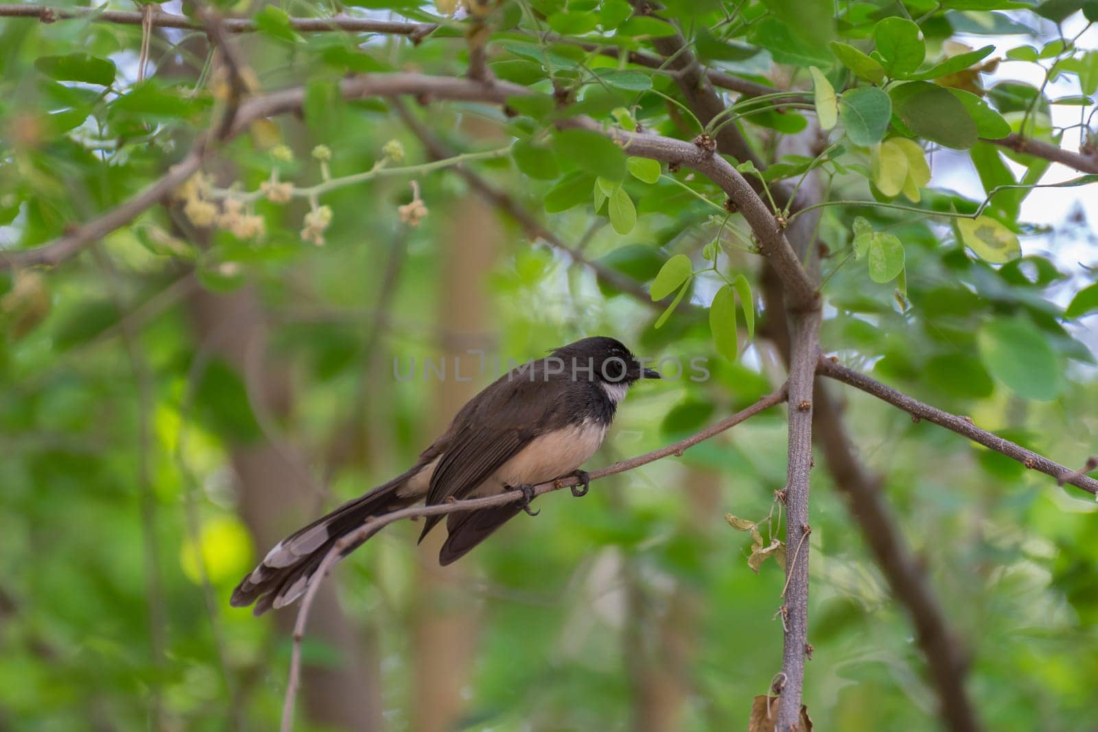 Pied Fantail bird perched on a tree in the garden