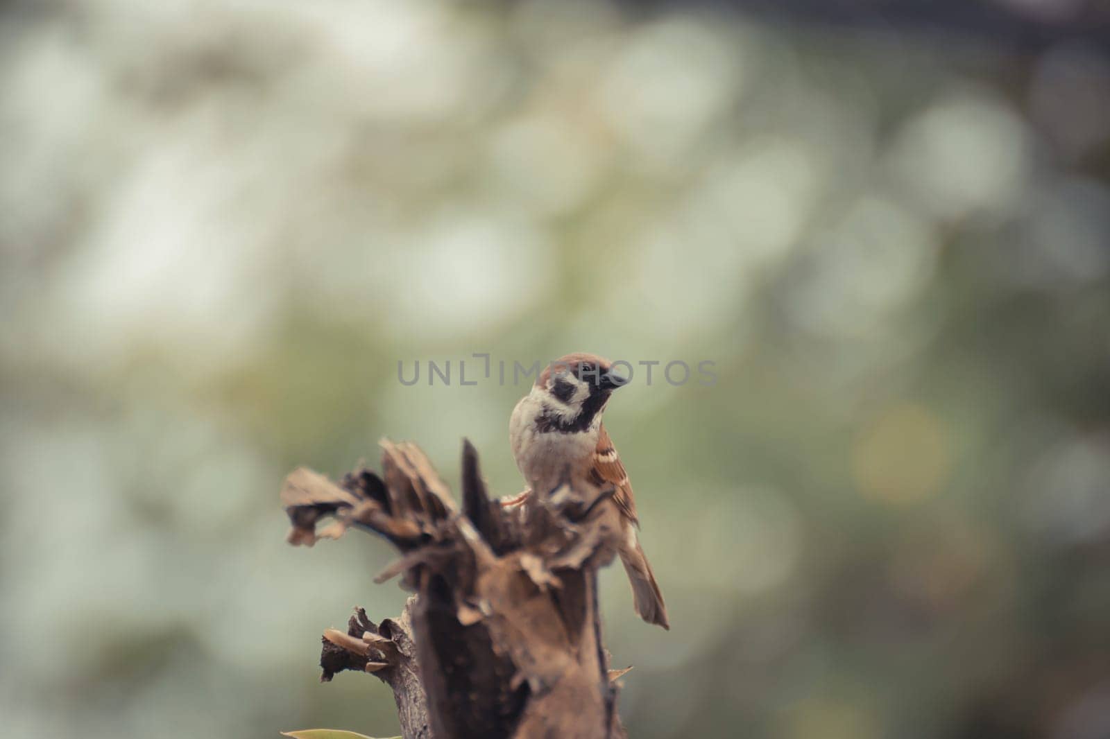 Bird Eurasian Tree Sparrow perched on a tree in the garden