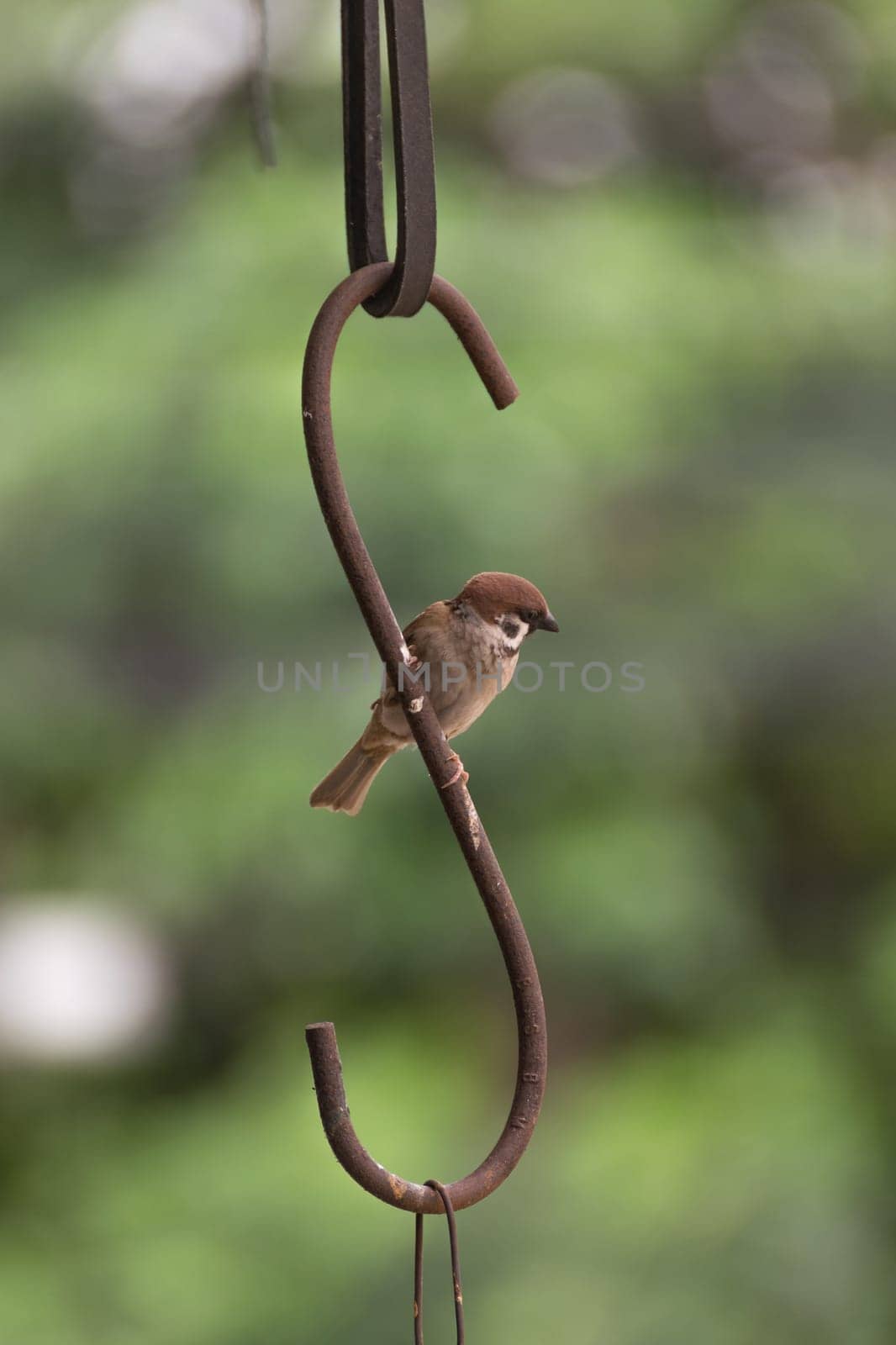 Bird Eurasian Tree Sparrow perched on a iron claw in the garden
