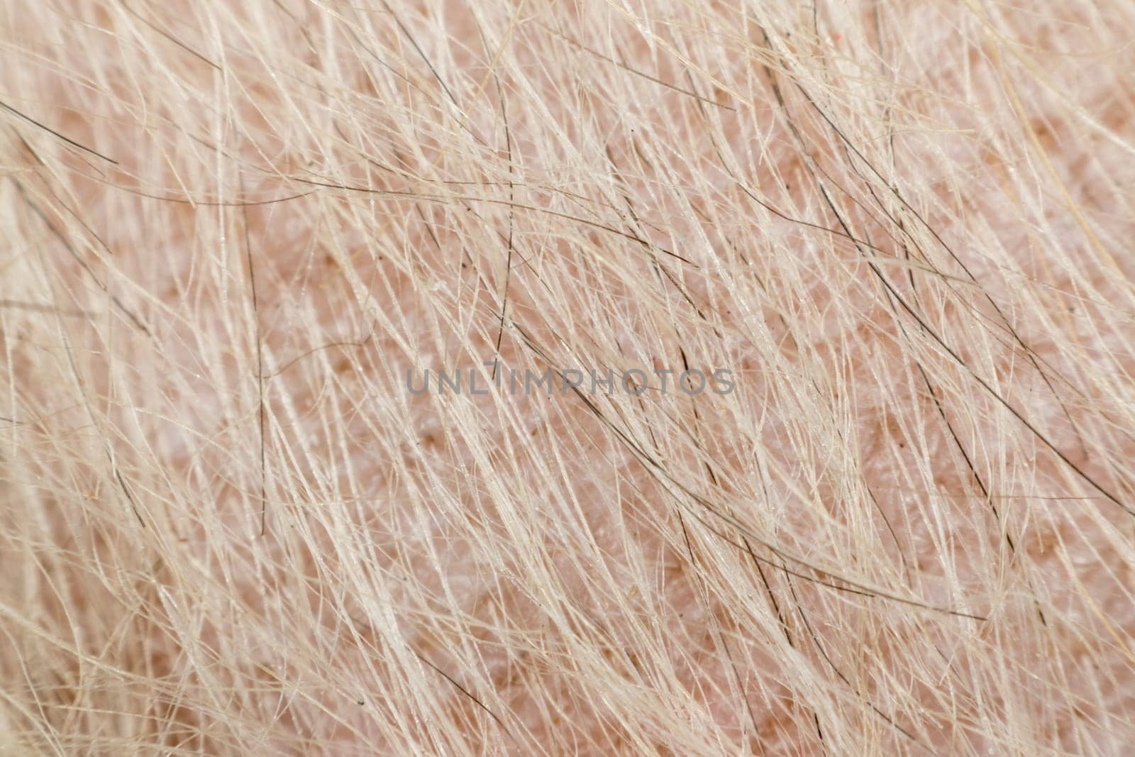Macro of dog fur and dermatitis skin mixed breed with Shih-Tzu, Pomeranian and Poodle, Beige color
