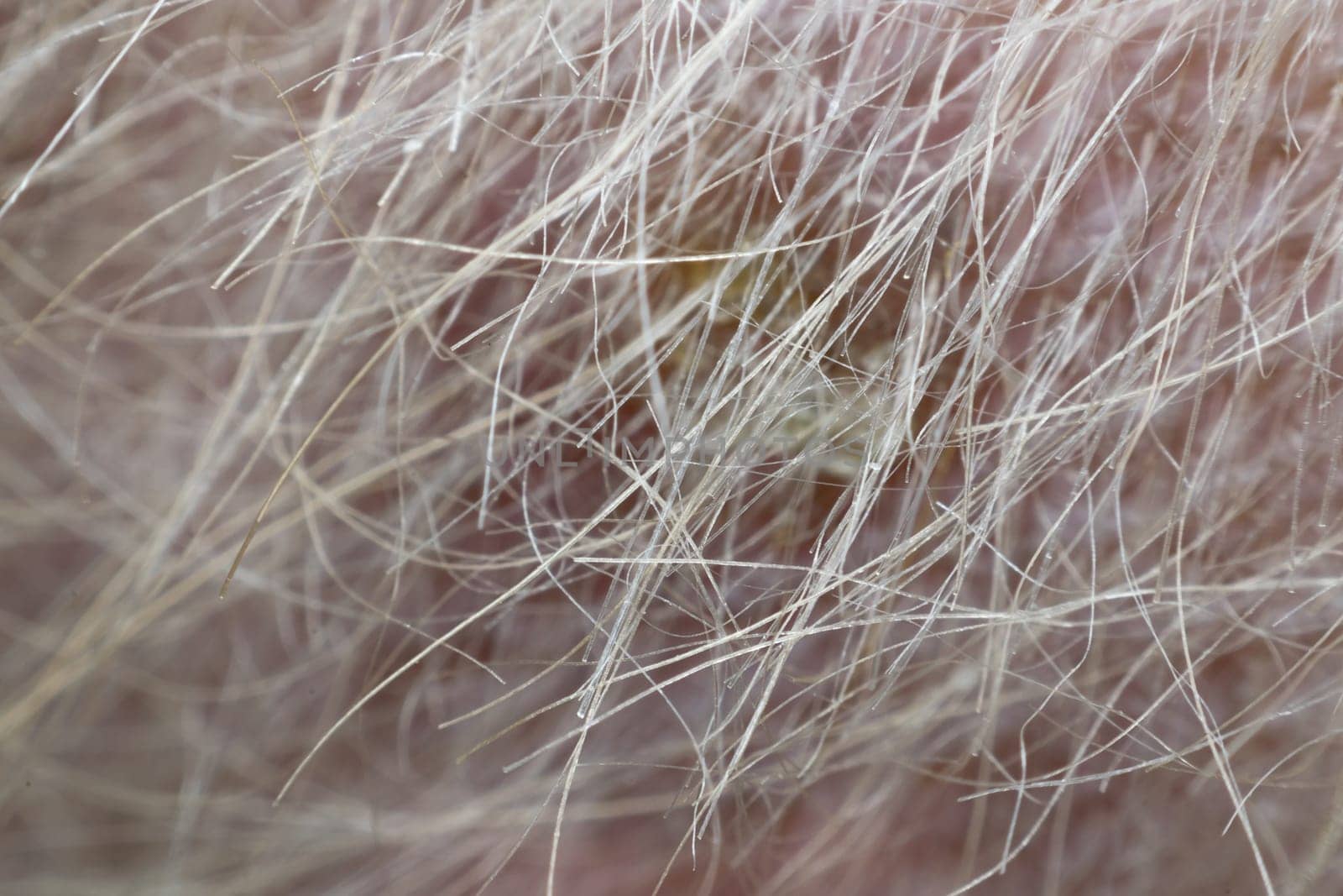 Macro of dog fur and dermatitis skin mixed breed with Shih-Tzu, Pomeranian and Poodle, Beige color