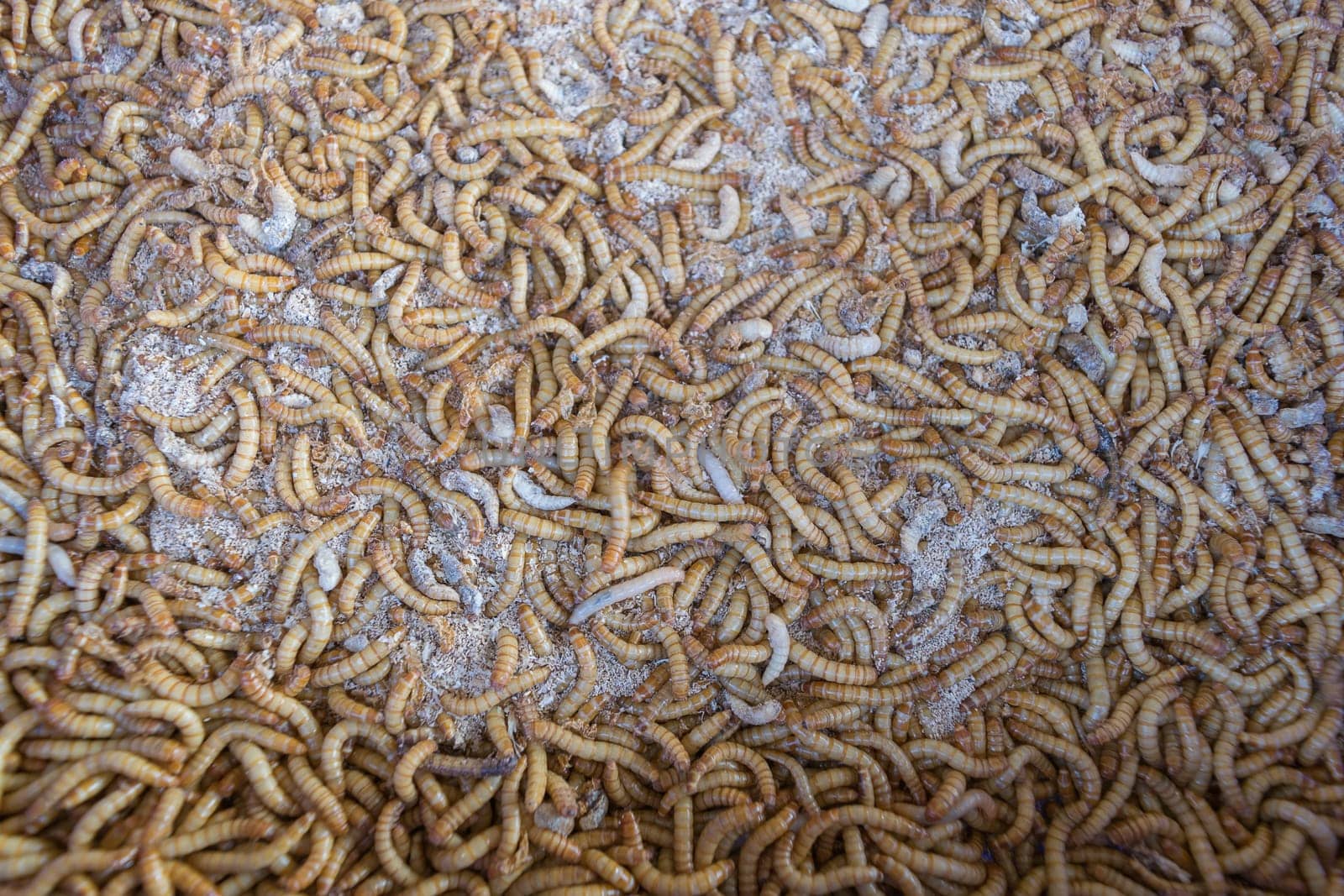 Mealworm is a food for bird and fish in worm farm