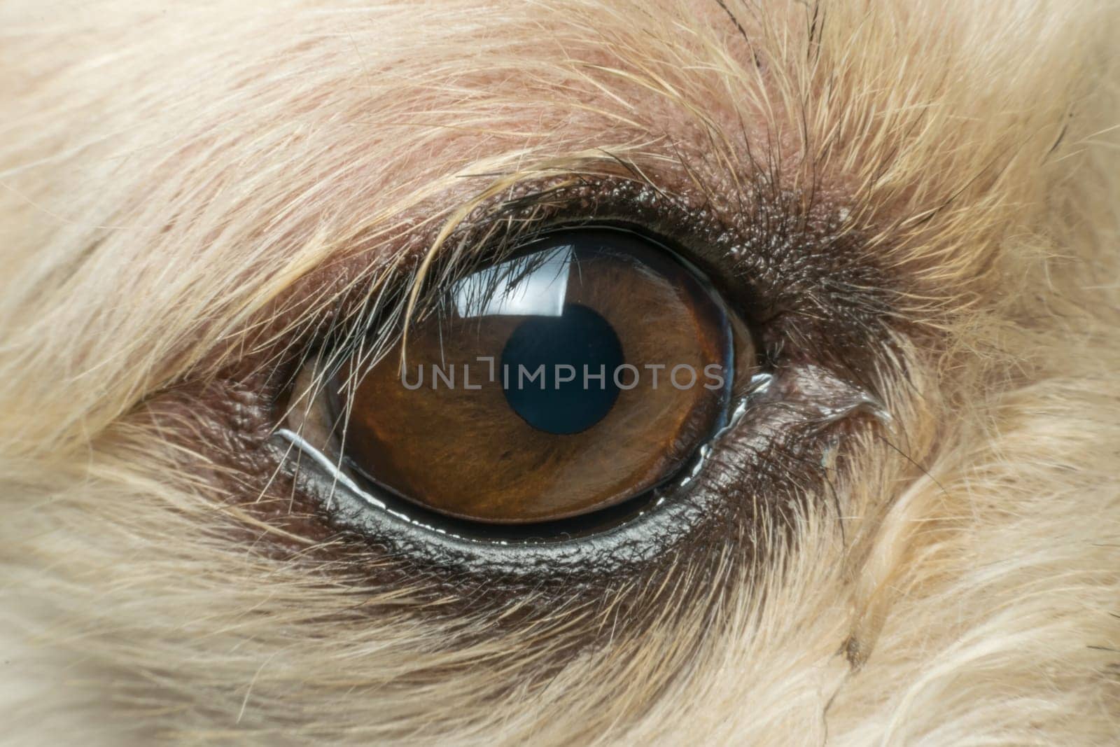 Macro of dog eye mixed breed with Shih-Tzu, Pomeranian and Poodle, Beige color