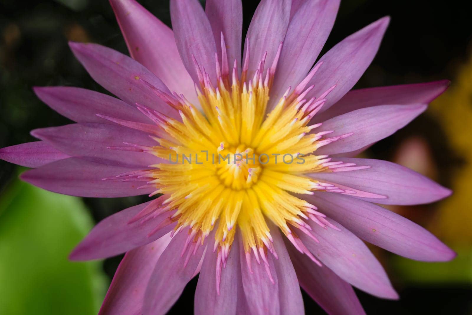 Beautiful Lotus Flower, Naturally beautiful flowers in the garden