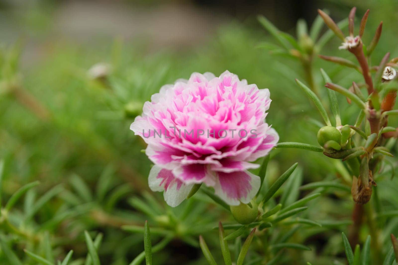 Beautiful pink flower, Naturally beautiful flowers in the garden