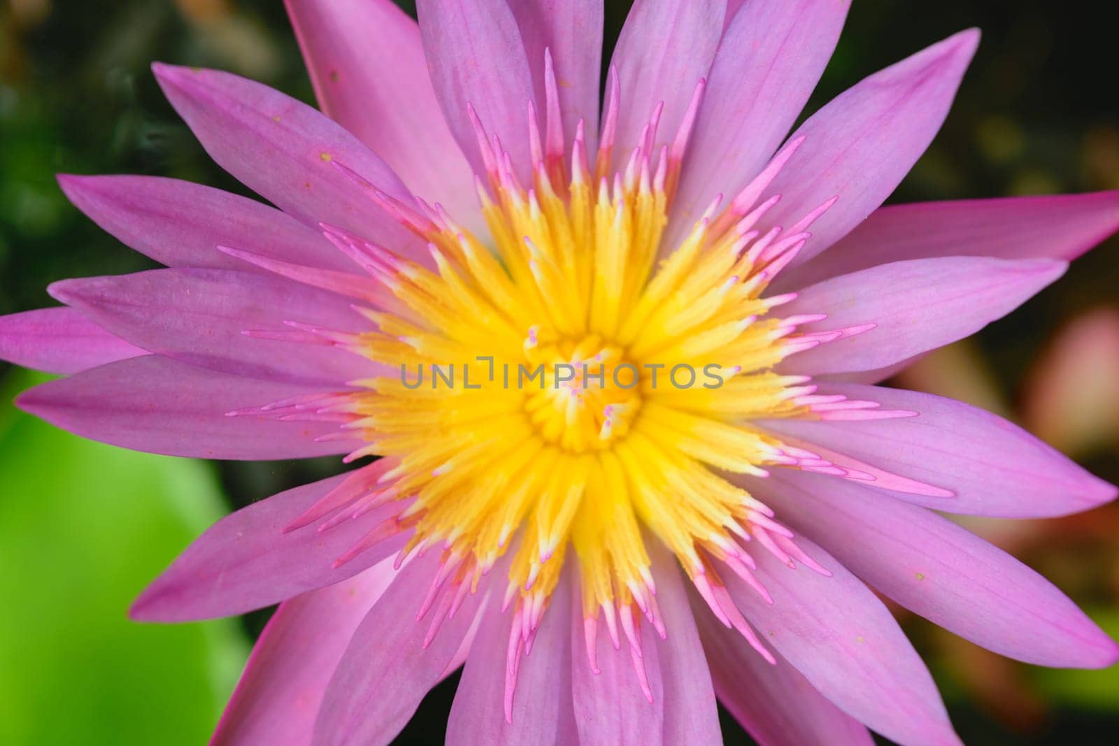 Beautiful Lotus Flower, Naturally beautiful flowers in the garden