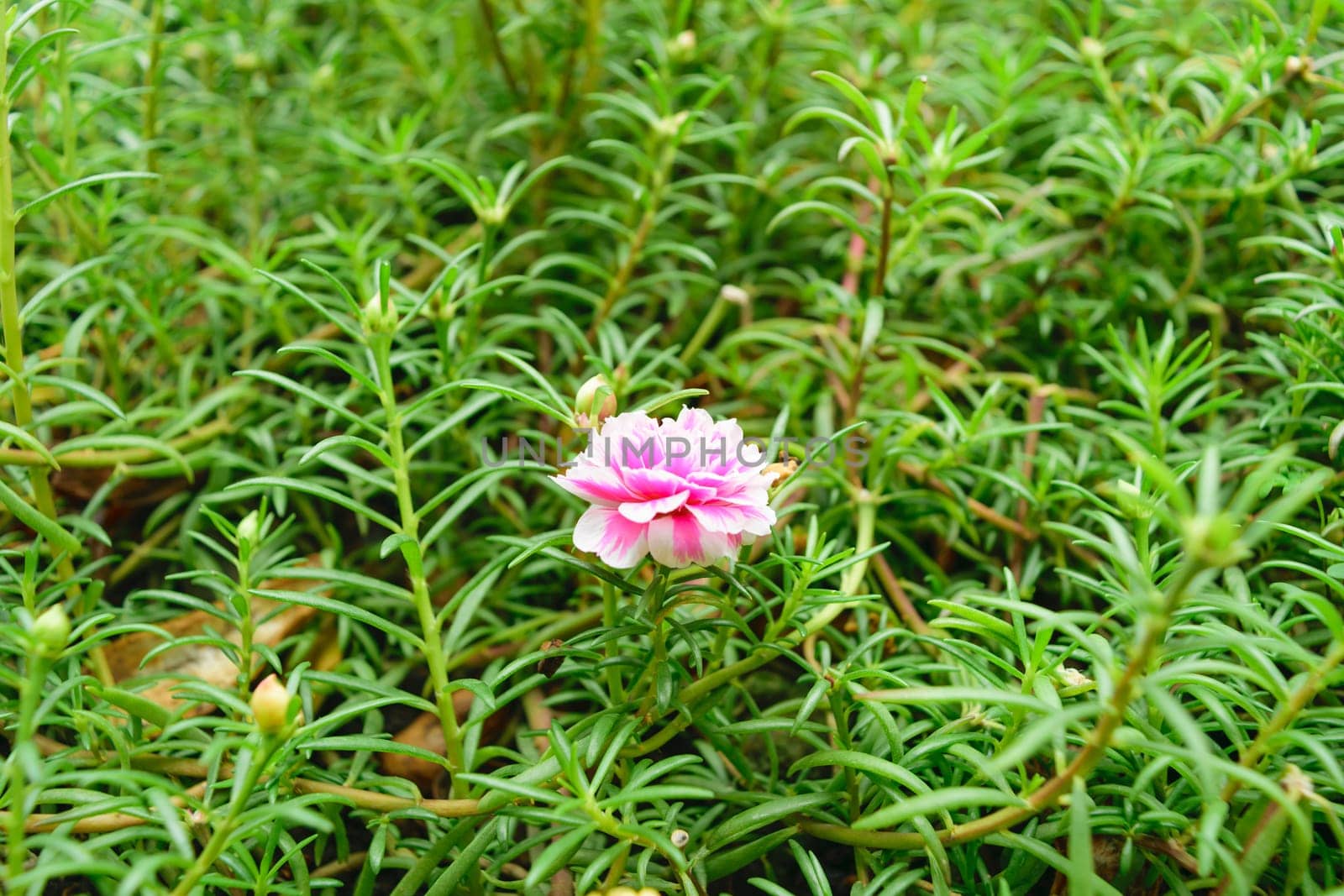 Beautiful pink flower, Naturally beautiful flowers in the garden