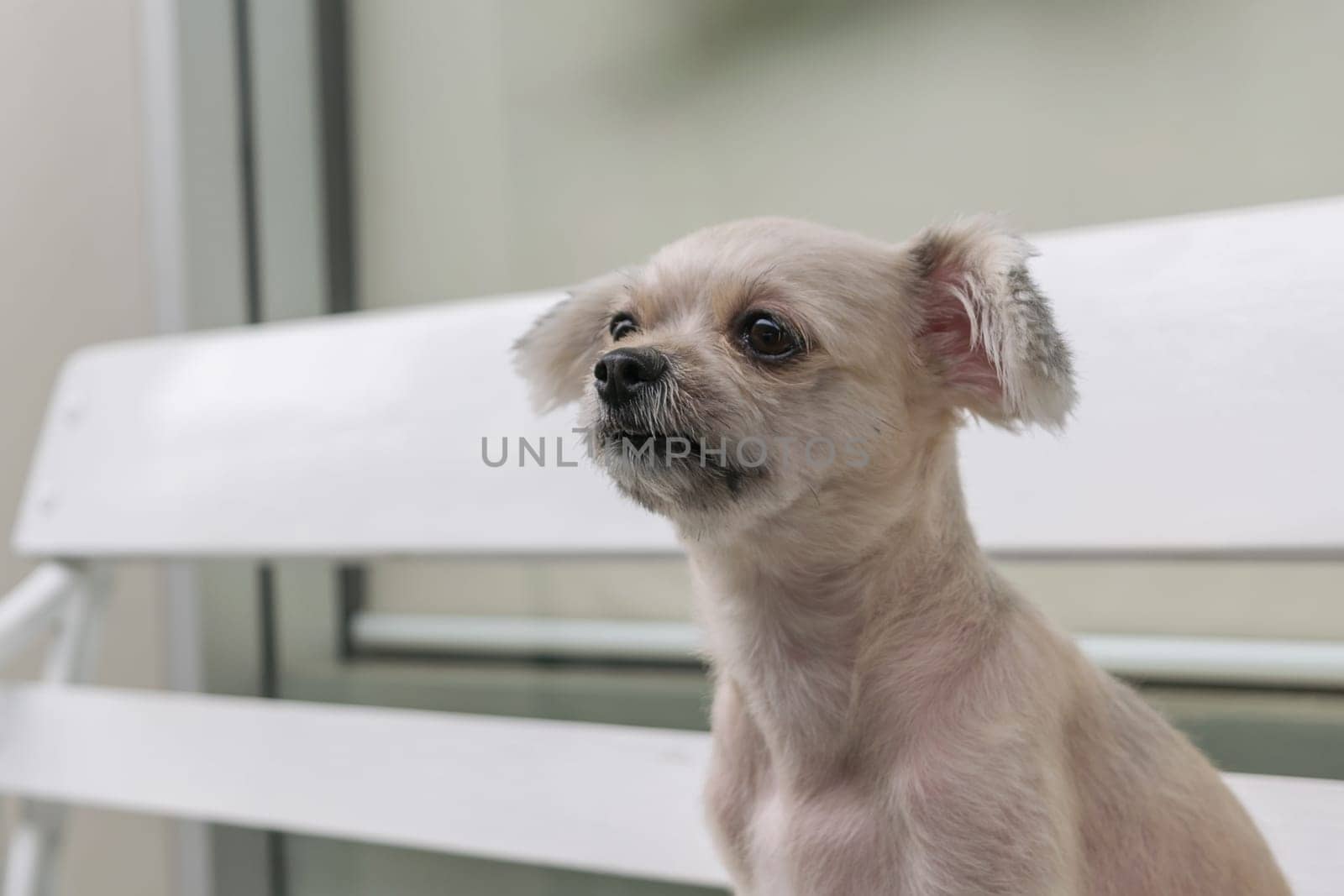 Dog so cute mixed breed with Shih-Tzu, Pomeranian and Poodle, zoom at face, Beige color
