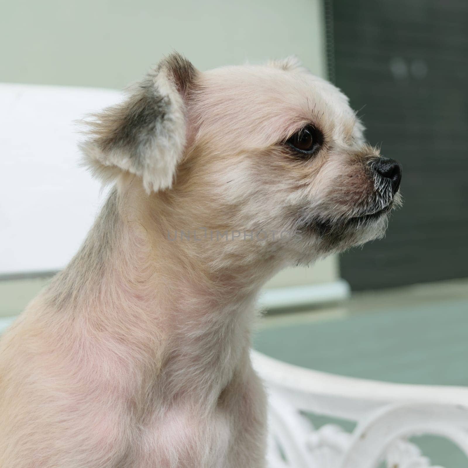 The cute Dog on the chair