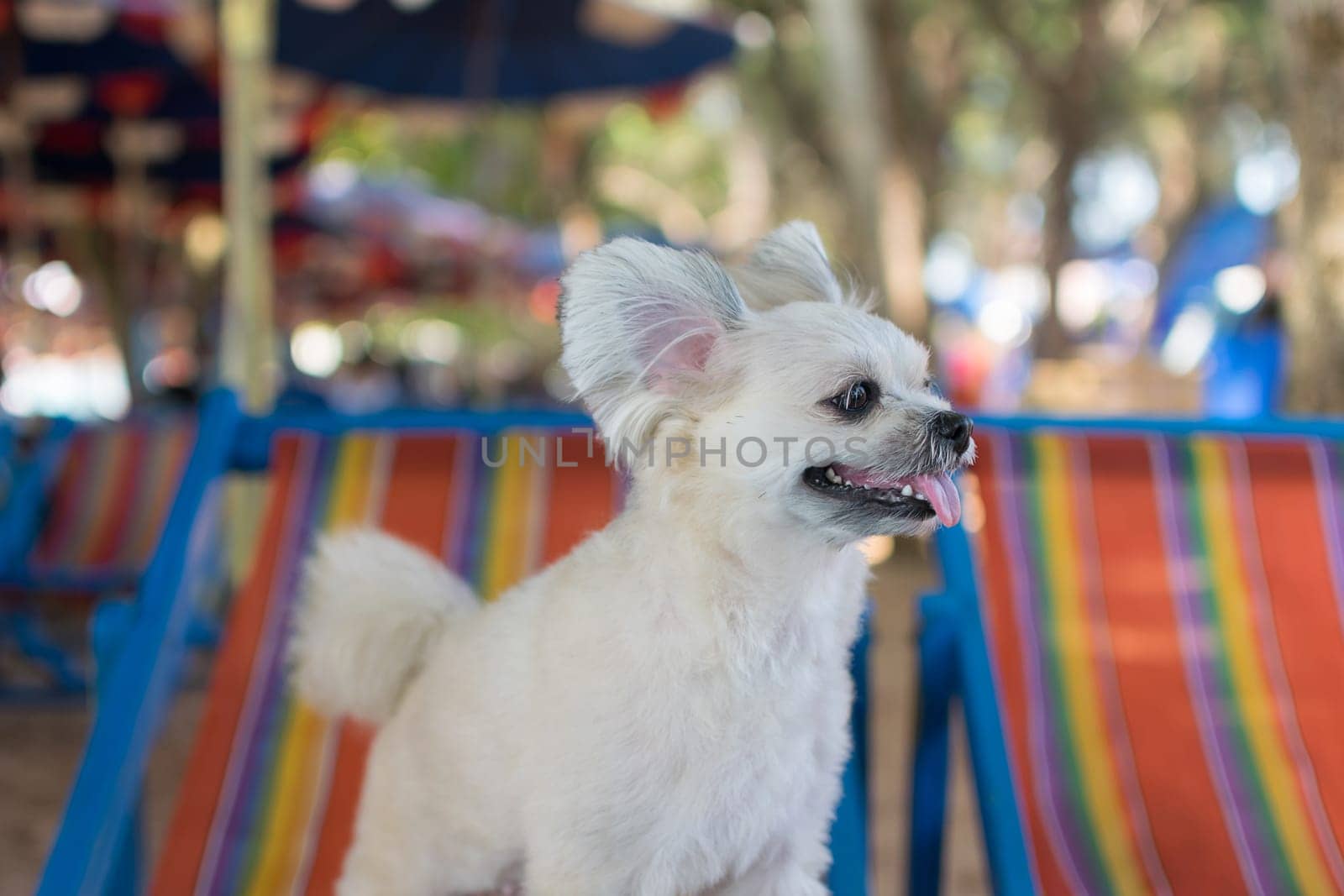 Dog so cute mixed breed with Shih-Tzu, Pomeranian and Poodle  travel at beach on beach bed, Beige color